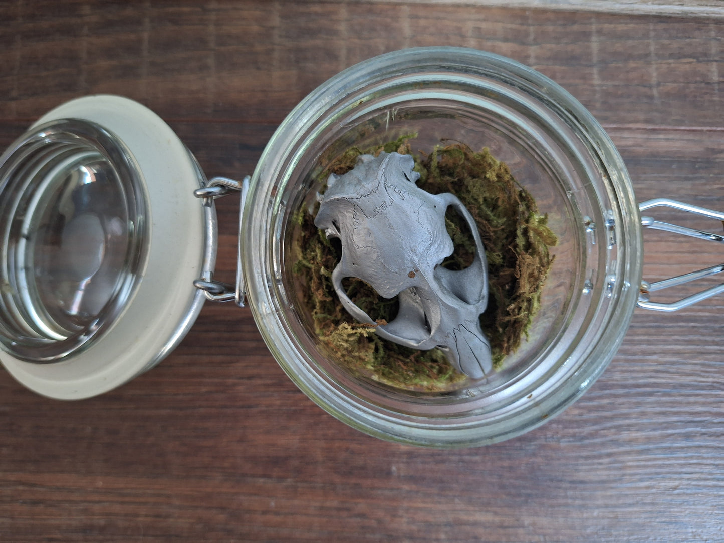 Musk rat upper skull, silver-painted, in glass jar