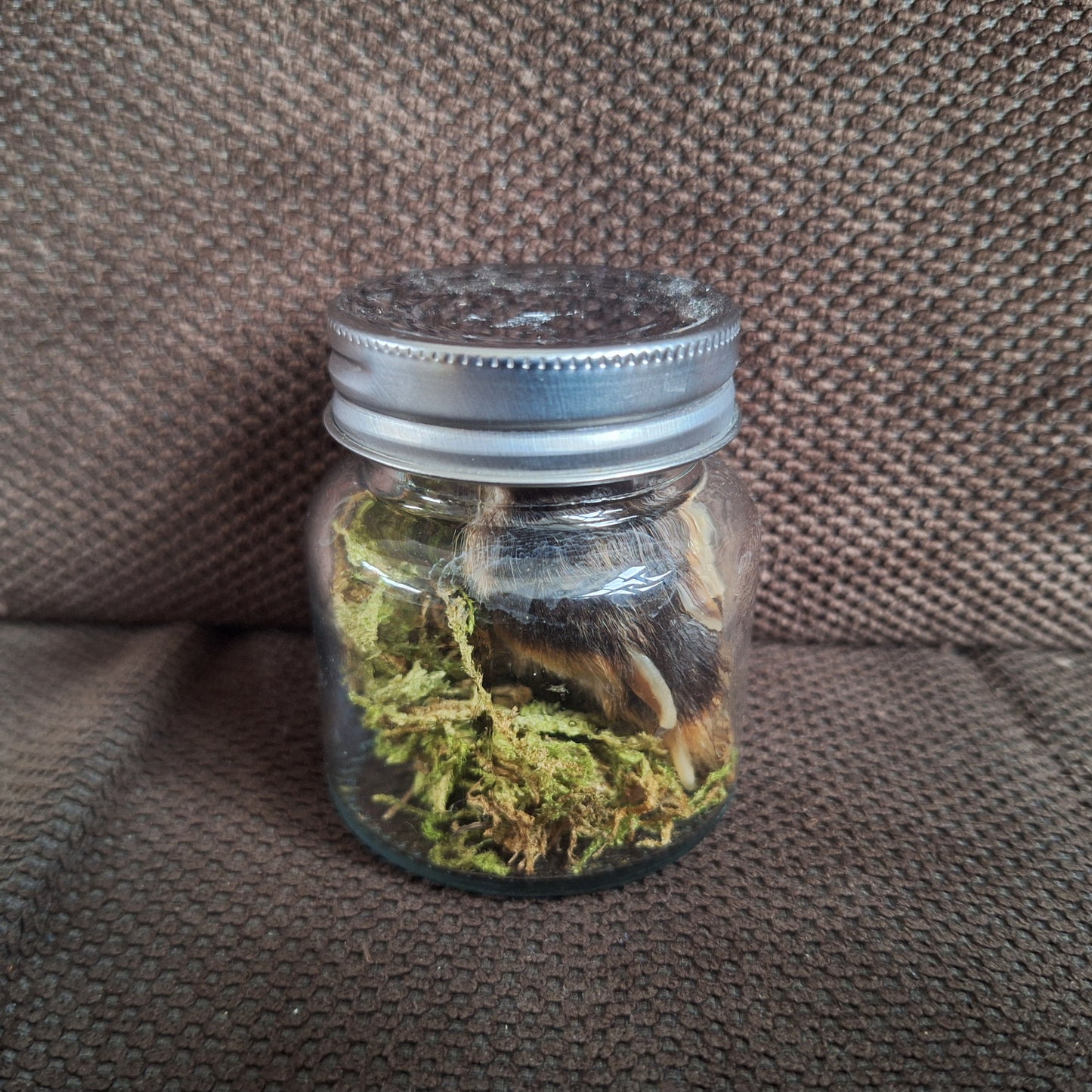 Fox paw, B-quality, in glass jar