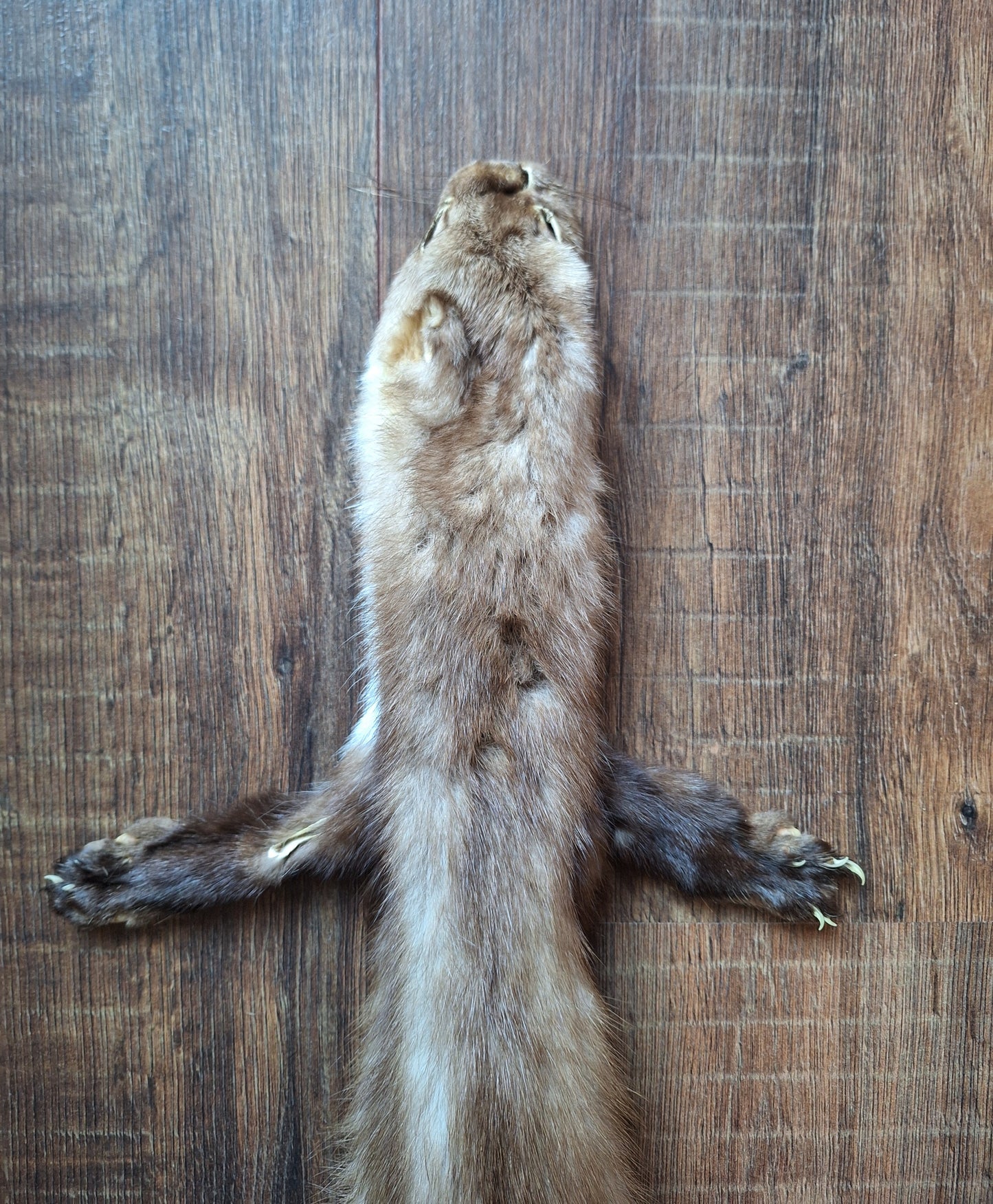 Stone marten hide #3