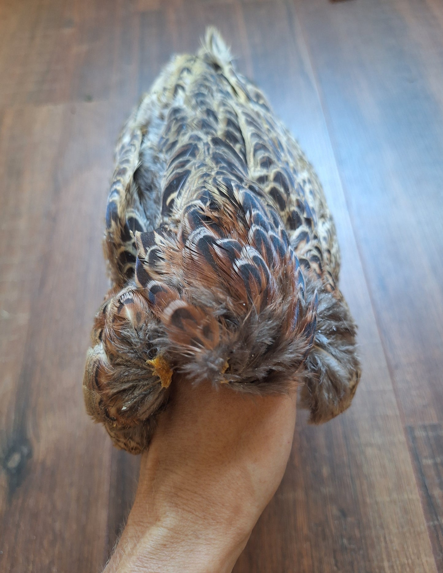 Pheasant skin