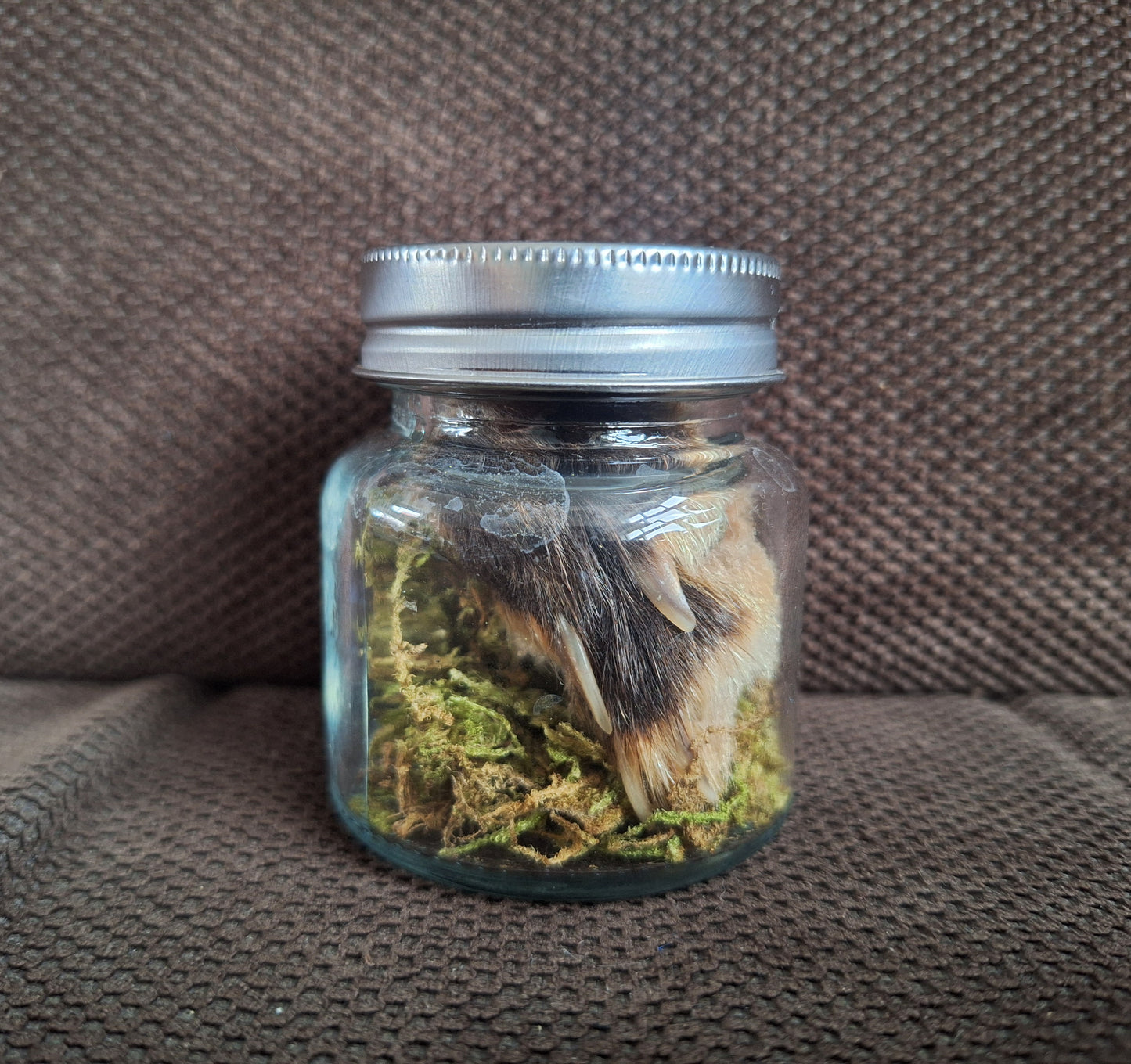 Fox paw, B-quality, in glass jar