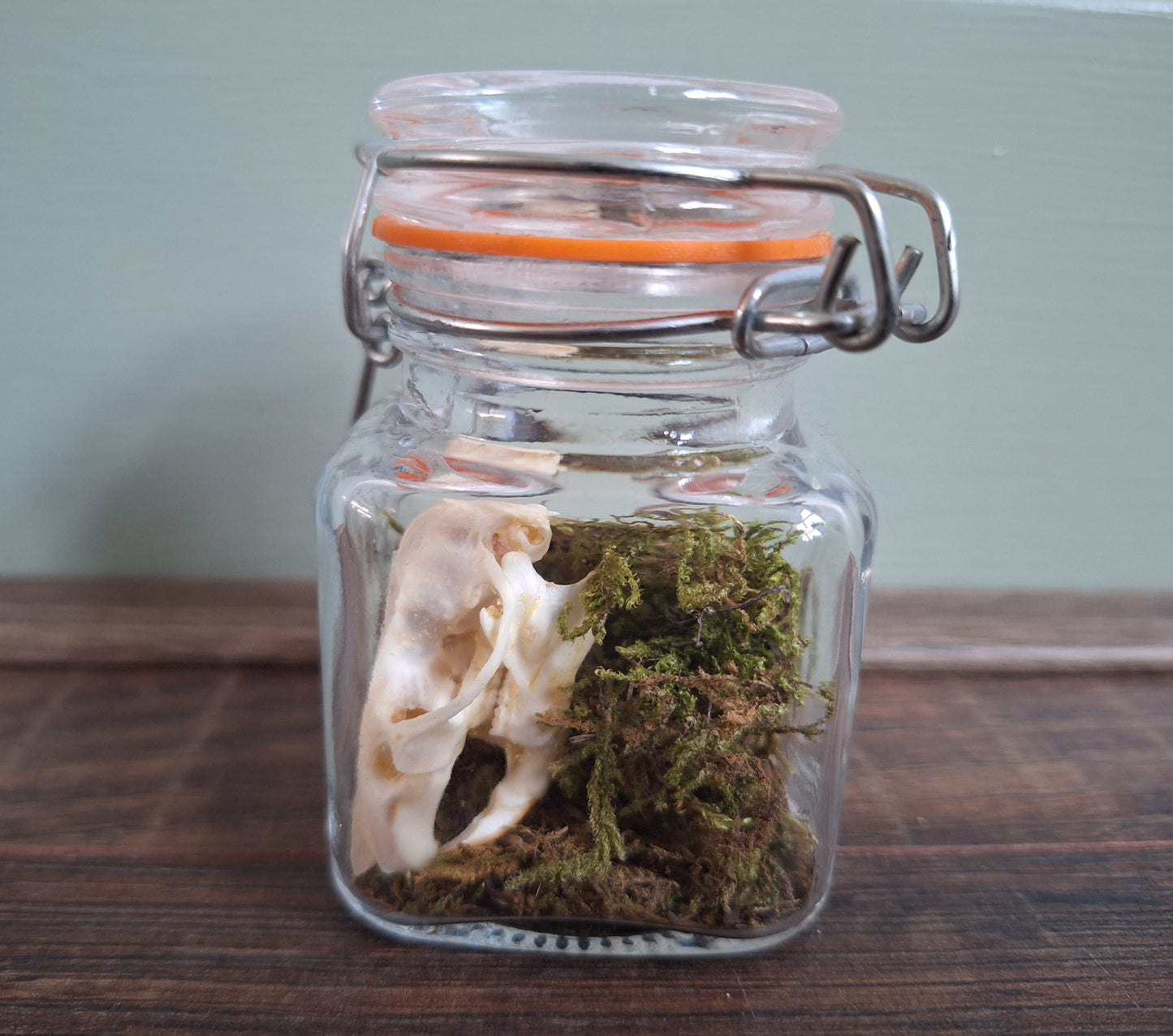 Rat skull in glass jar