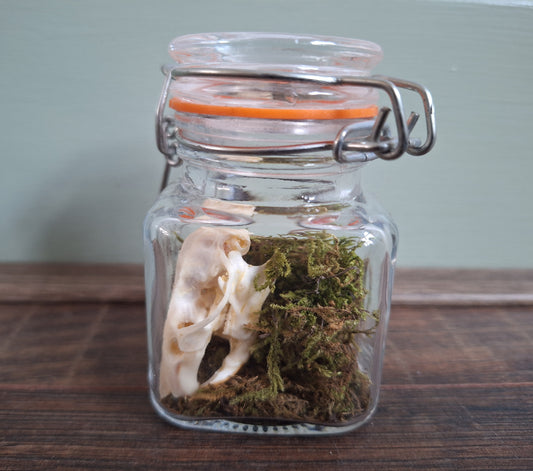 Rat skull in glass jar