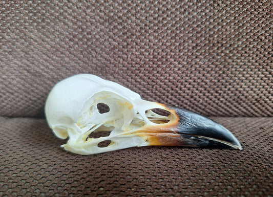 Crow skull #34