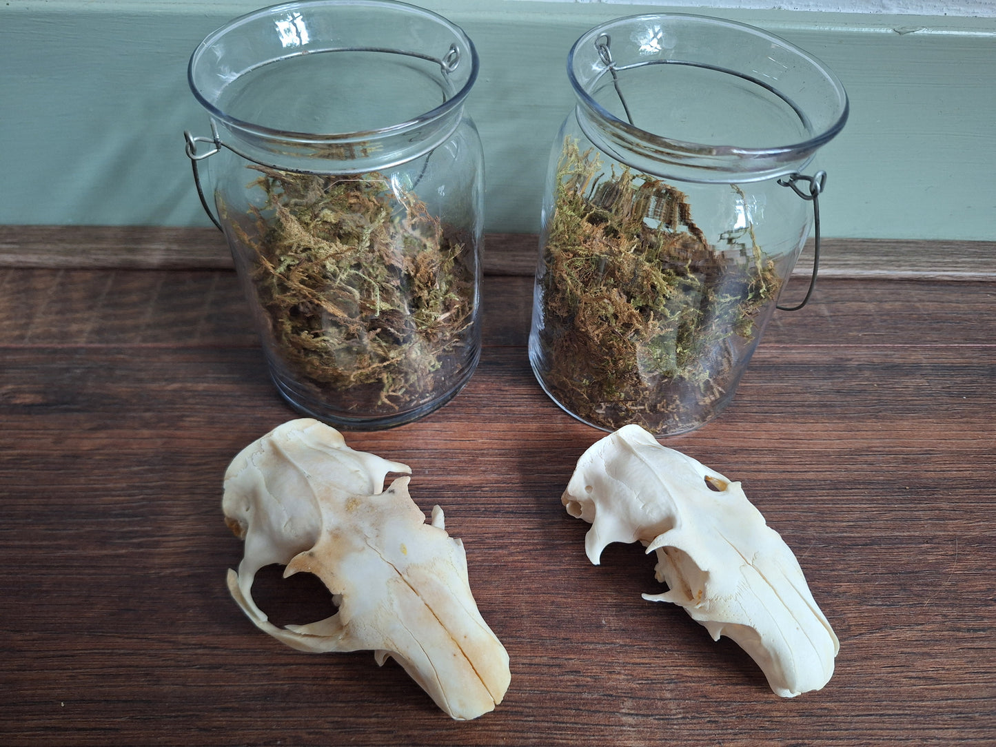 Alpine marmot upper skull, B-quality, in glass jar