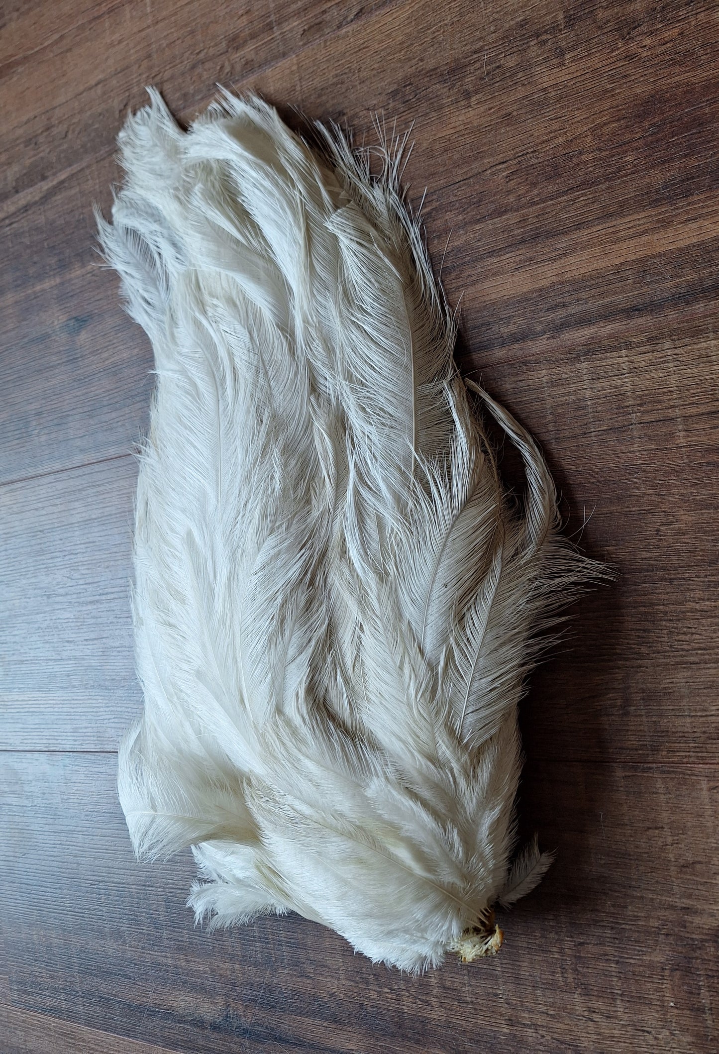 Nandu wing piece, large