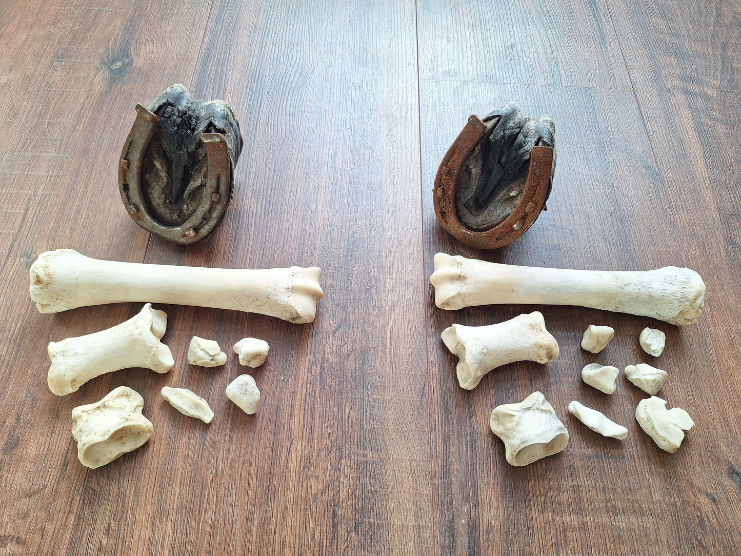 Horse lower leg bone sets