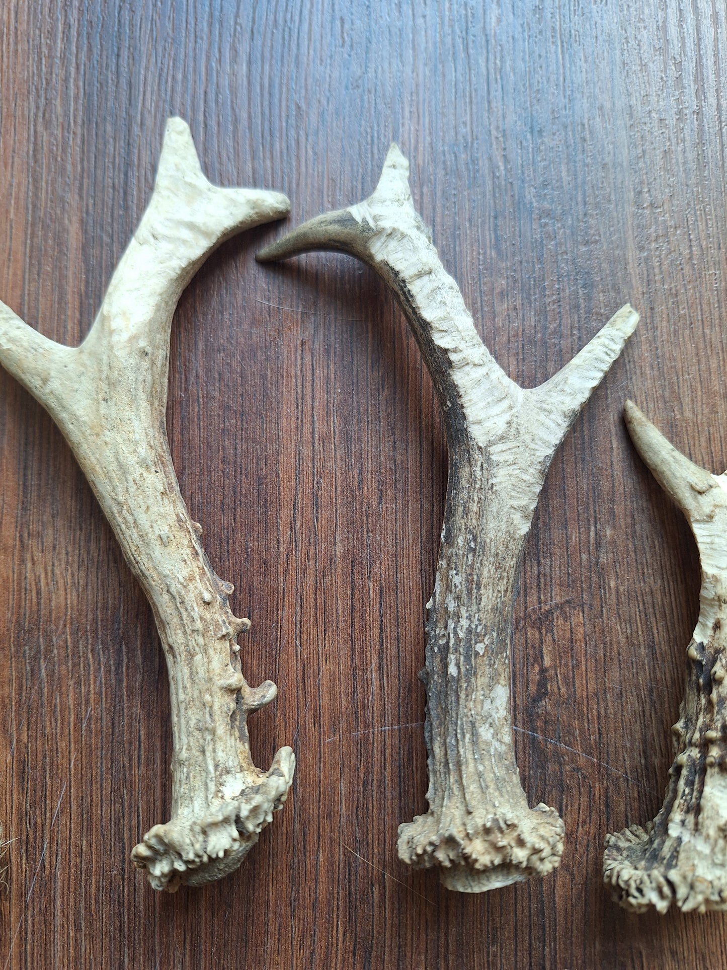 Roe deer antlers, B-quality, set of 11,