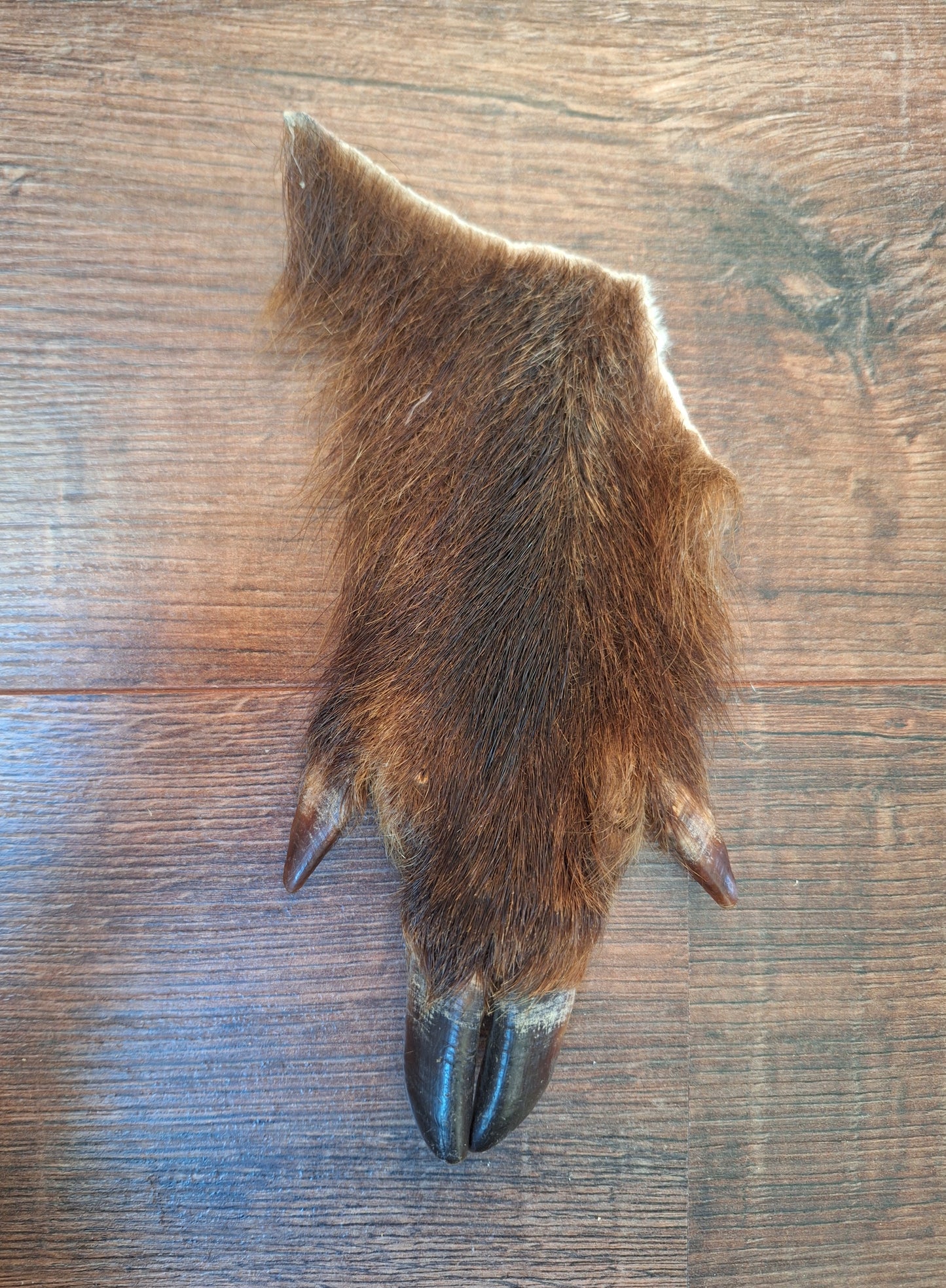 Wild boar lower leg hides