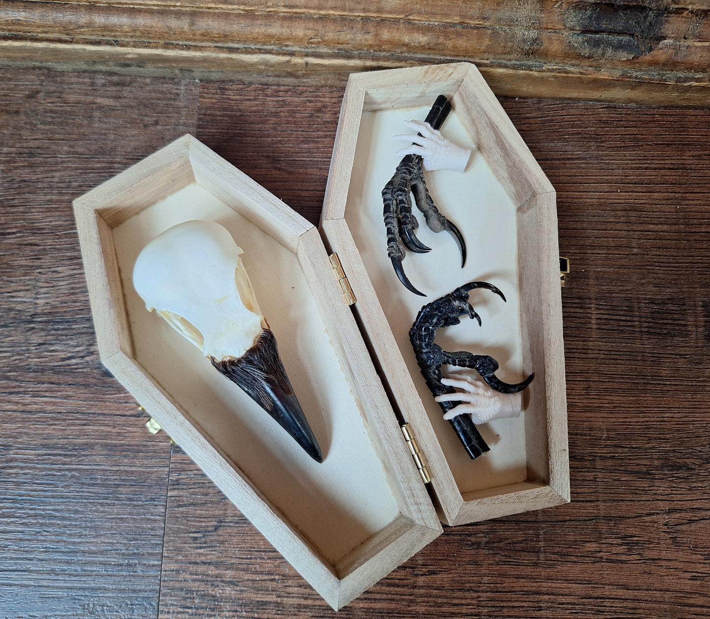 Crow skull and claws set in coffin