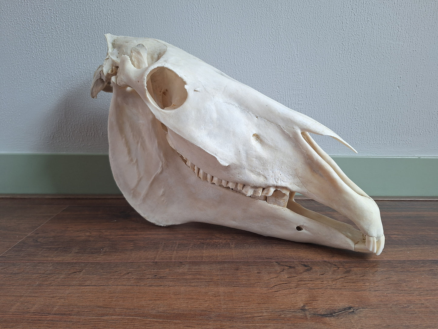 Horse skull