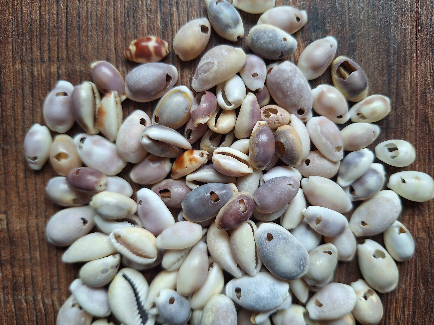 Cowrie shells mix, crafting set