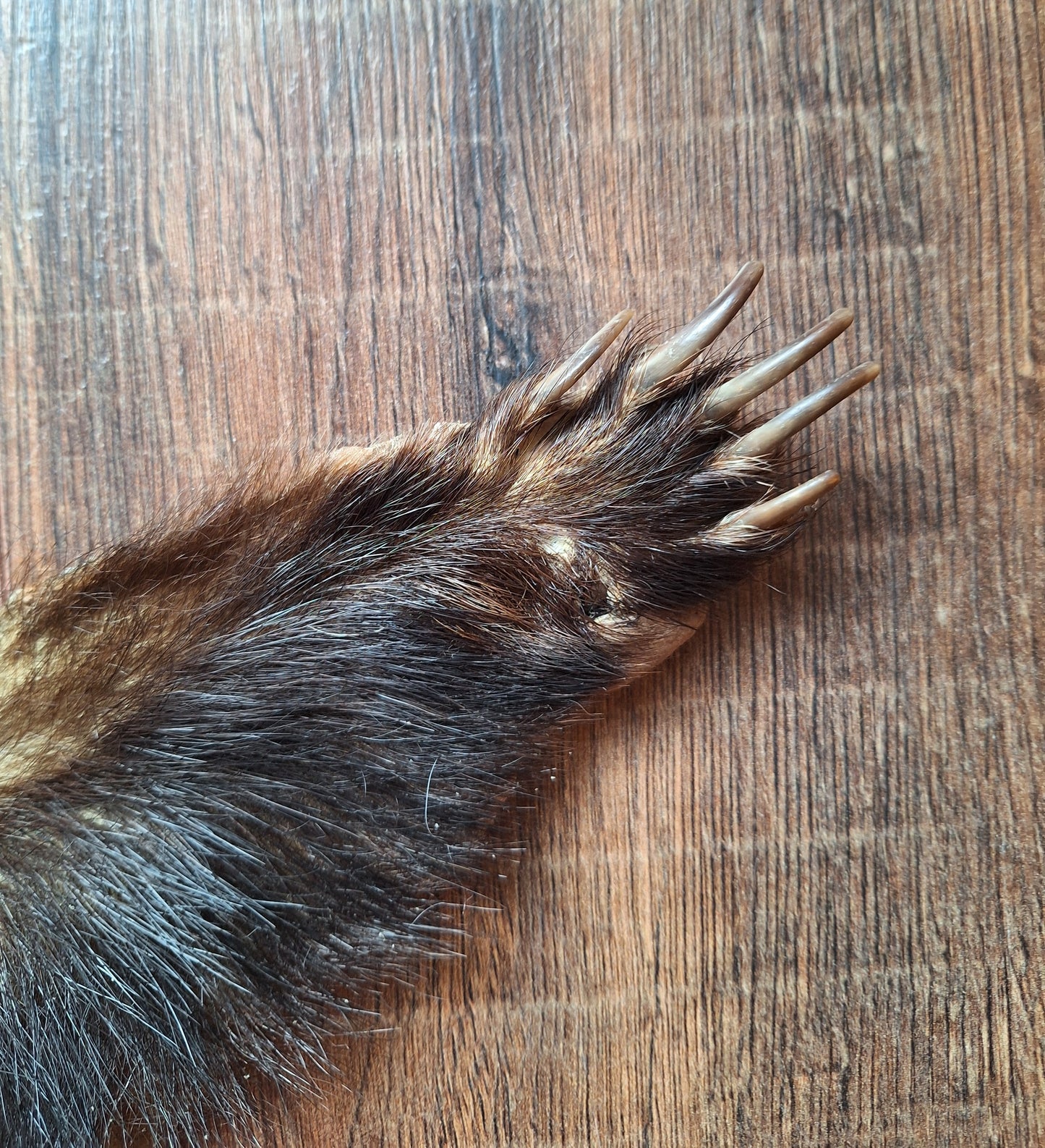 Badger hide #6