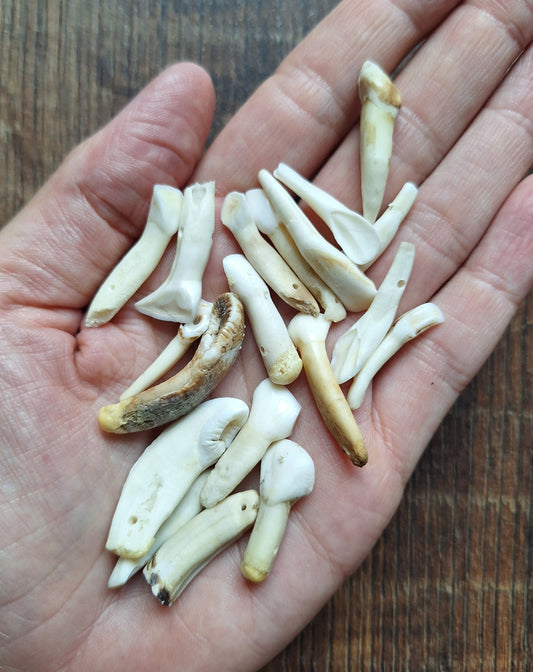 Cow teeth, crafting set