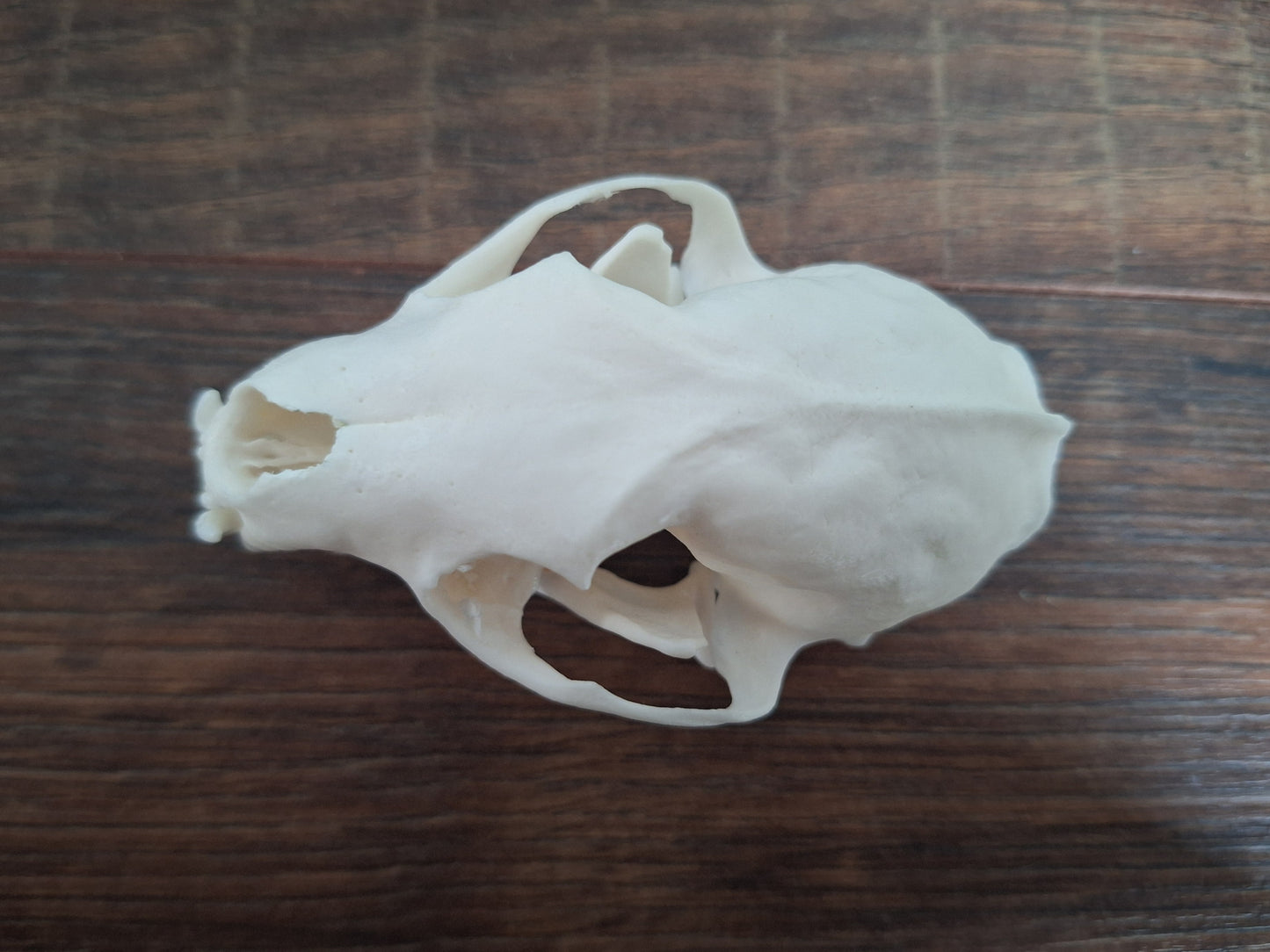 Stone marten skull, B-quality