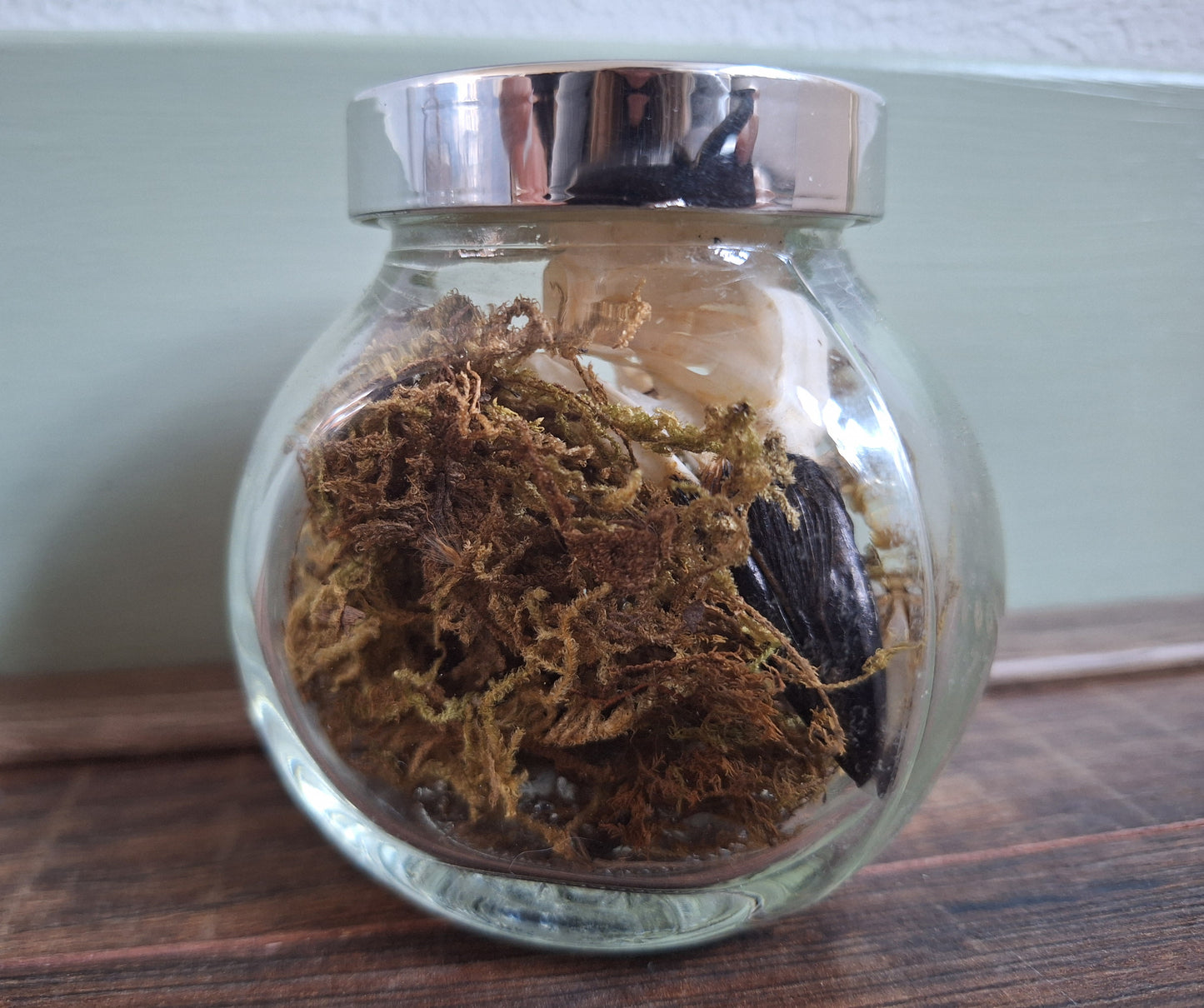 Jackdaw skull in glass jar