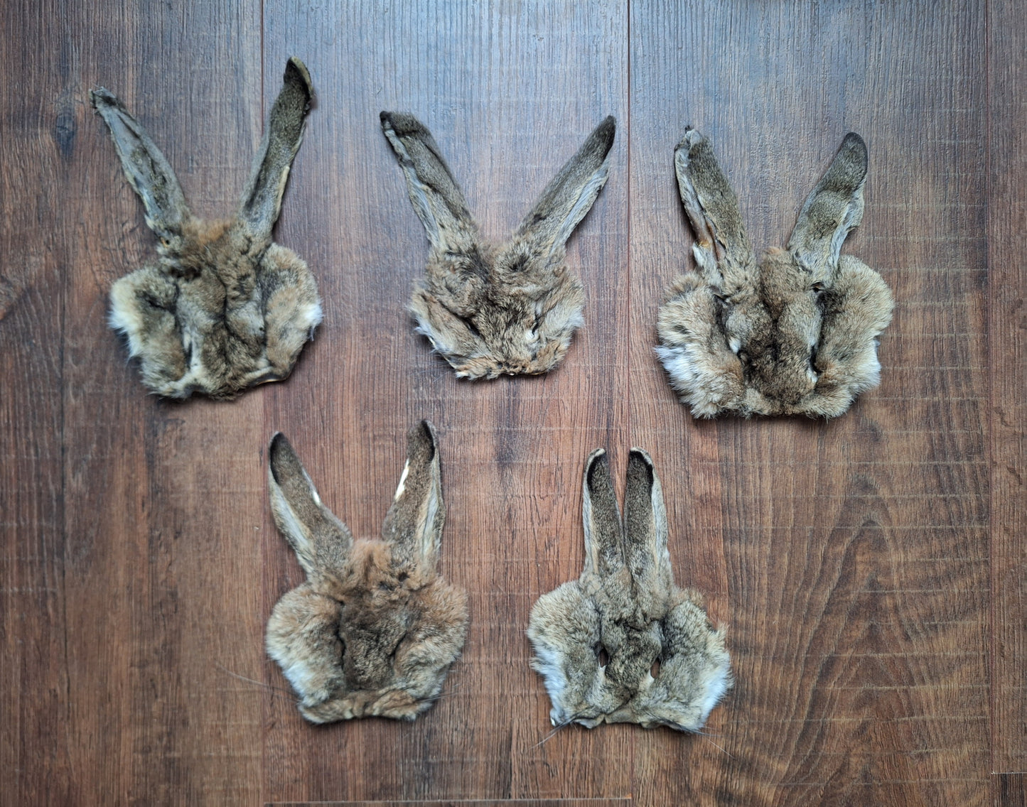 Hare head skins