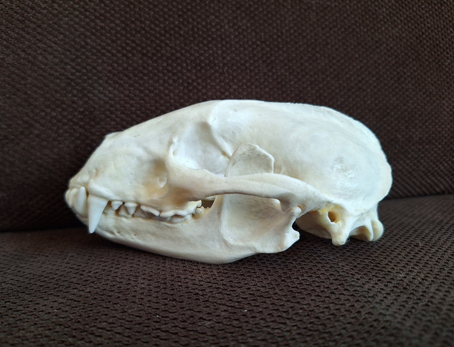 Badger skull #7