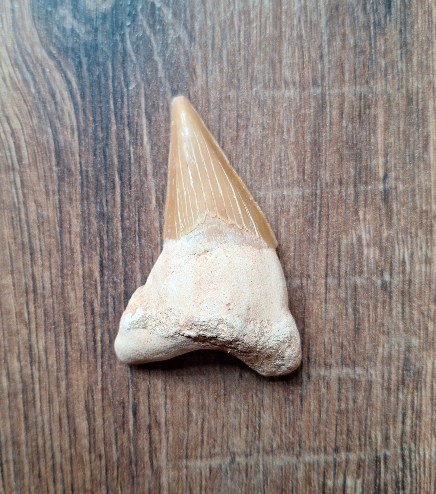 Fossilized shark teeth, large