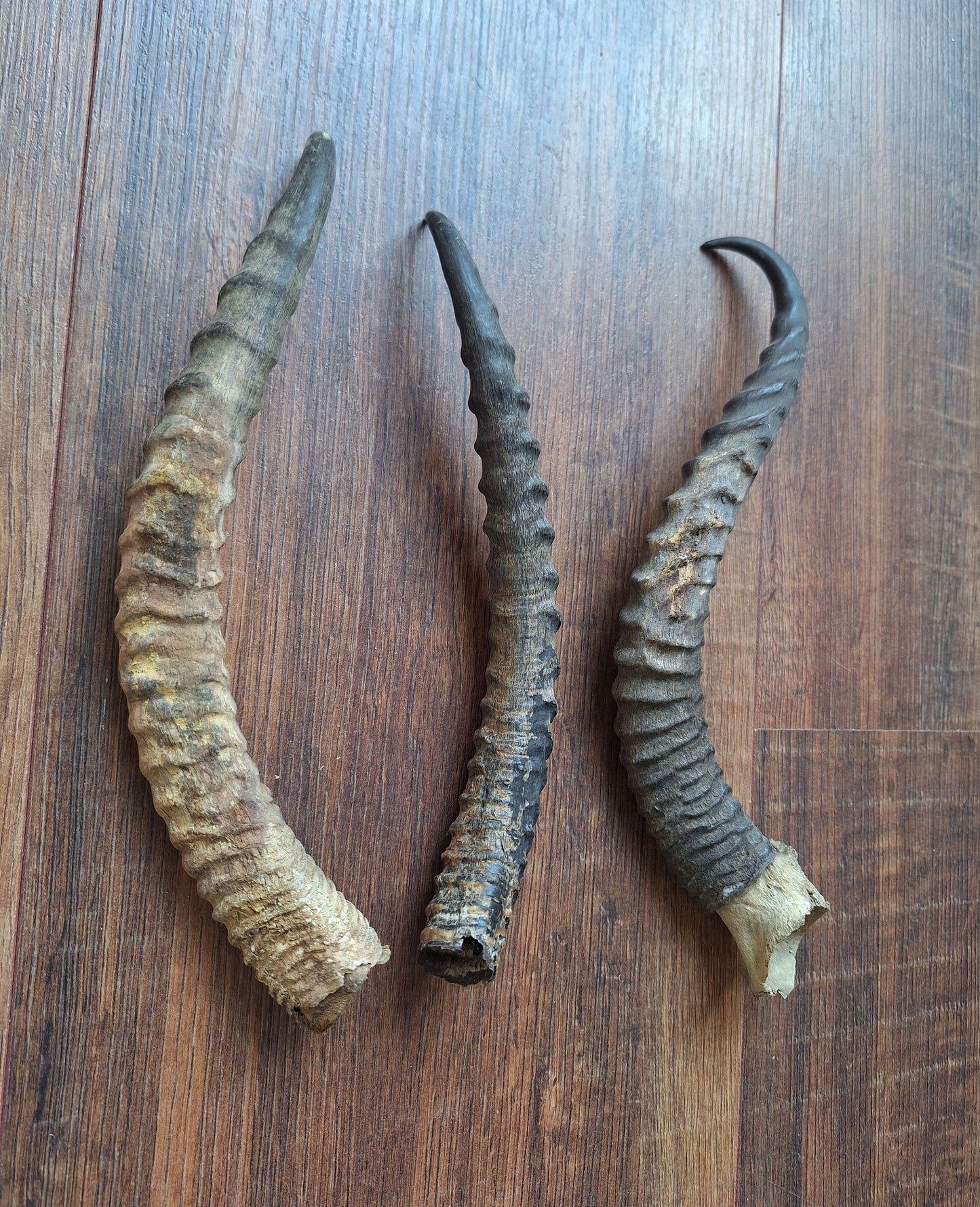 Dorcas gazelle horns, single