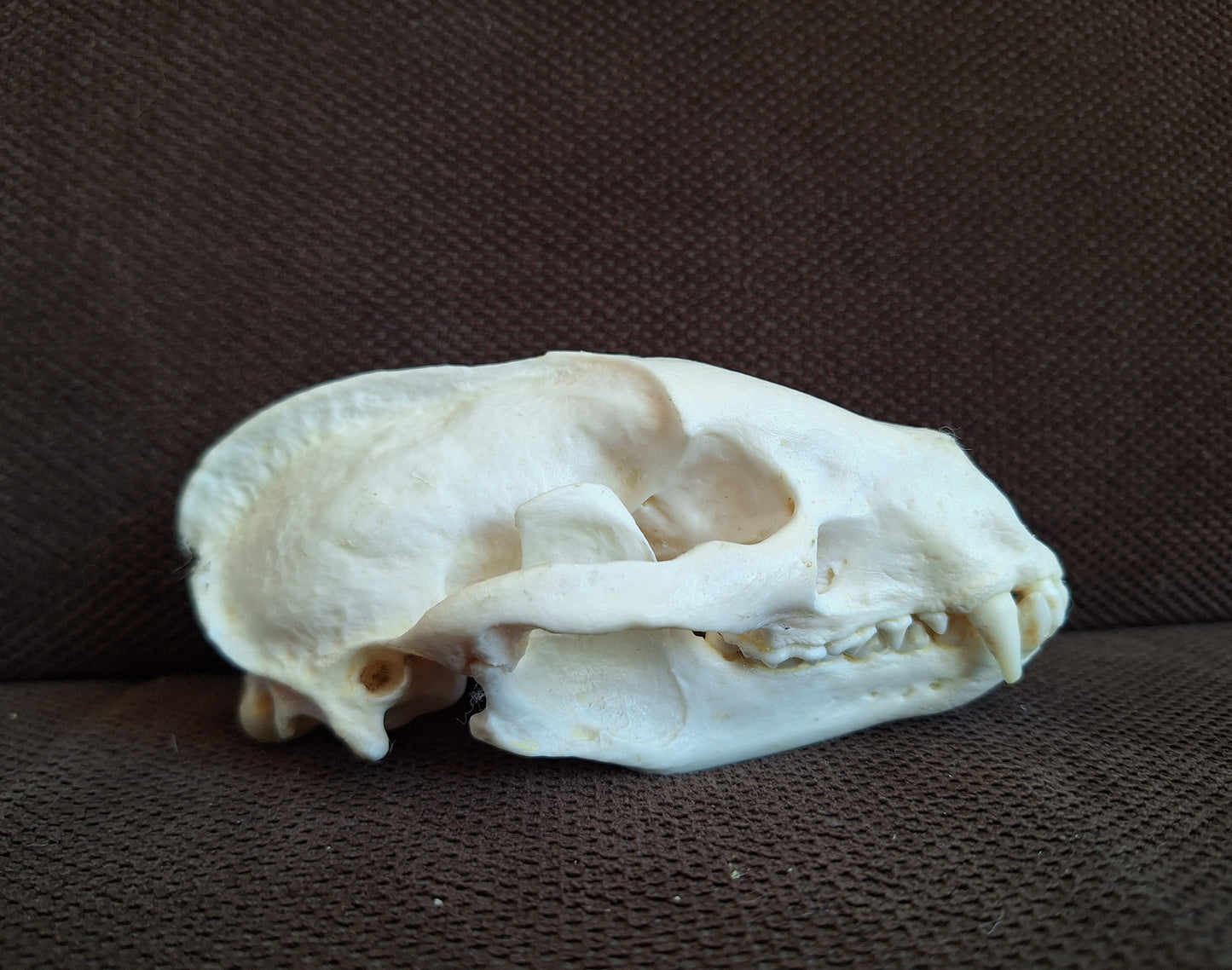 Badger skull #9
