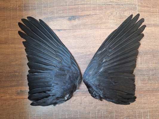 Crow set of wings #27