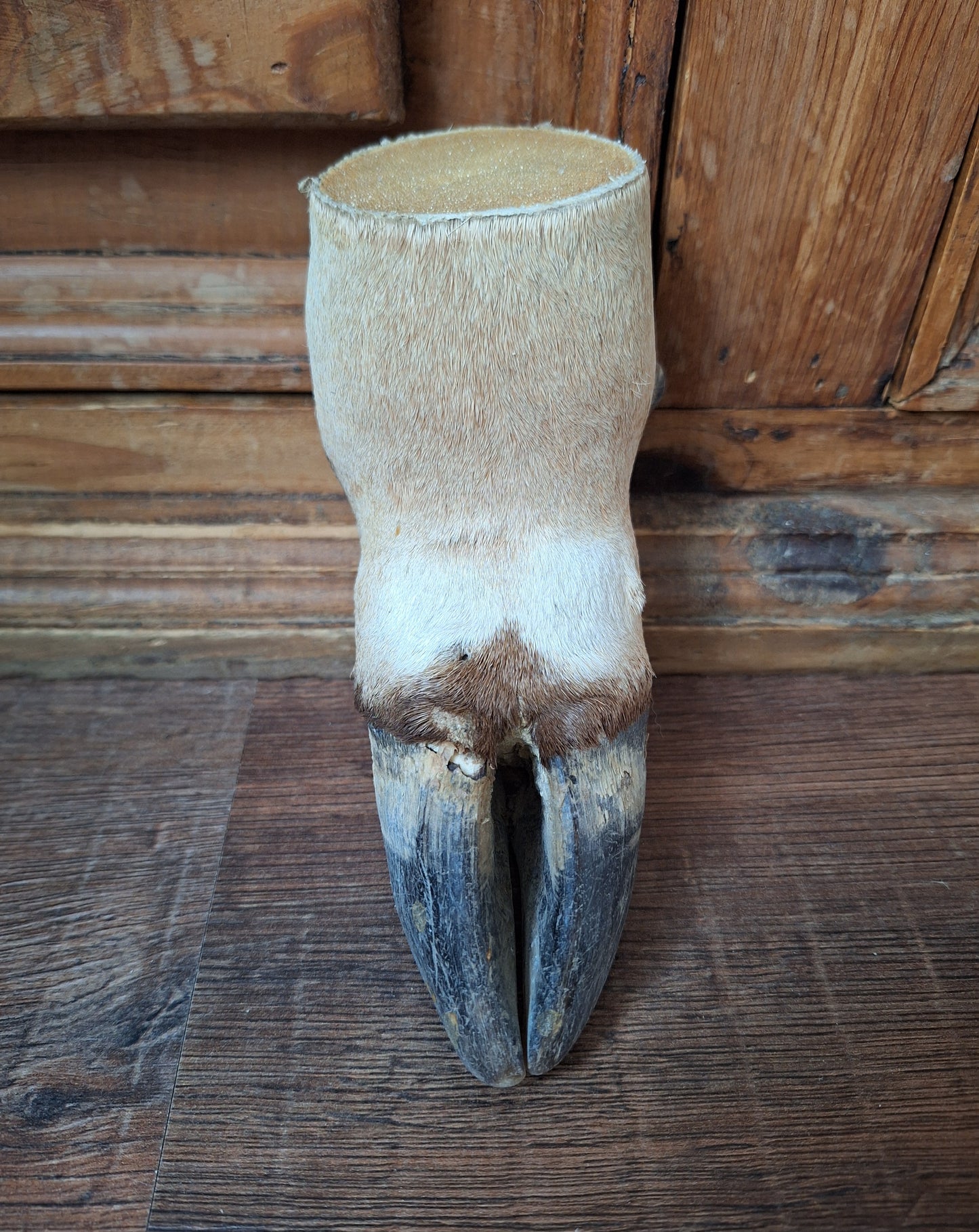 Vintage gemsbok foot