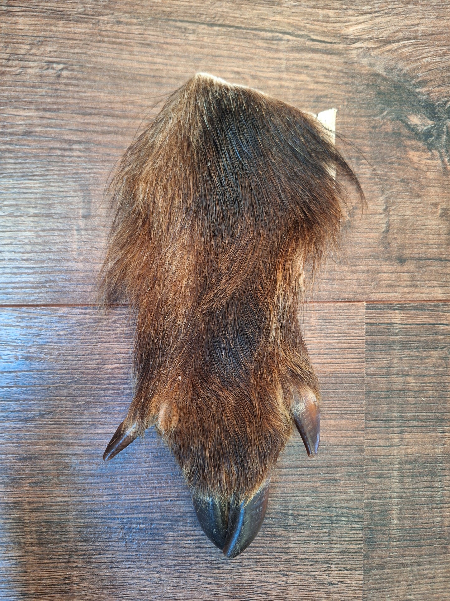 Wild boar lower leg hides
