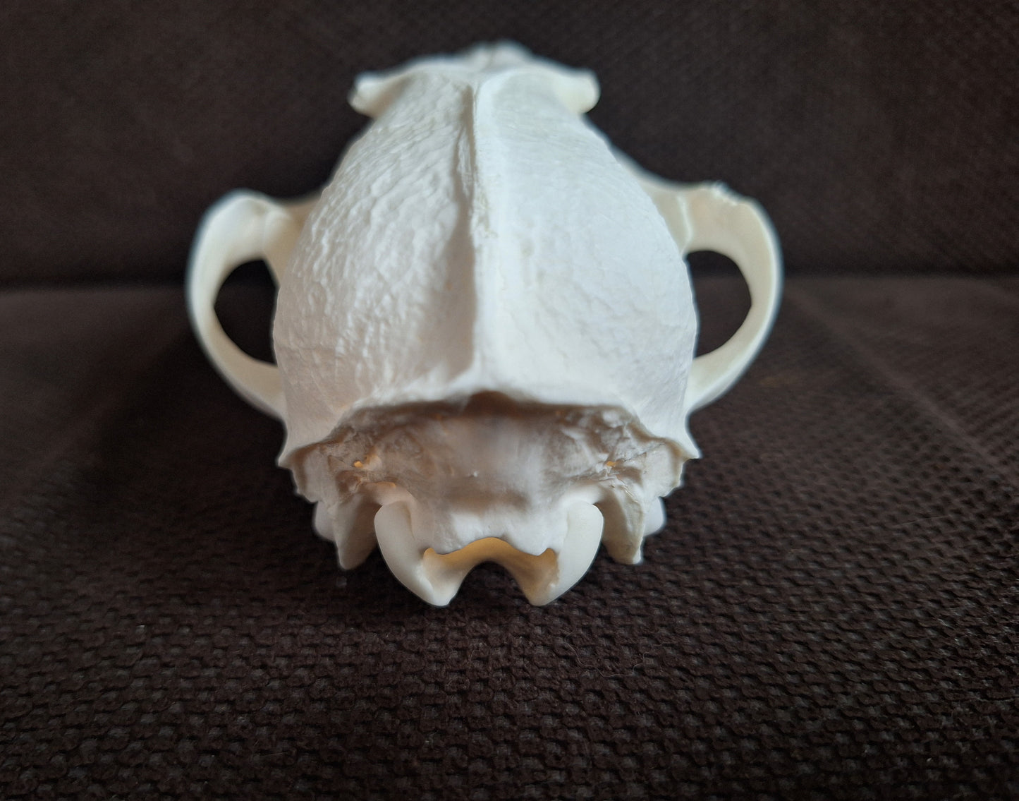 Fox skull #25