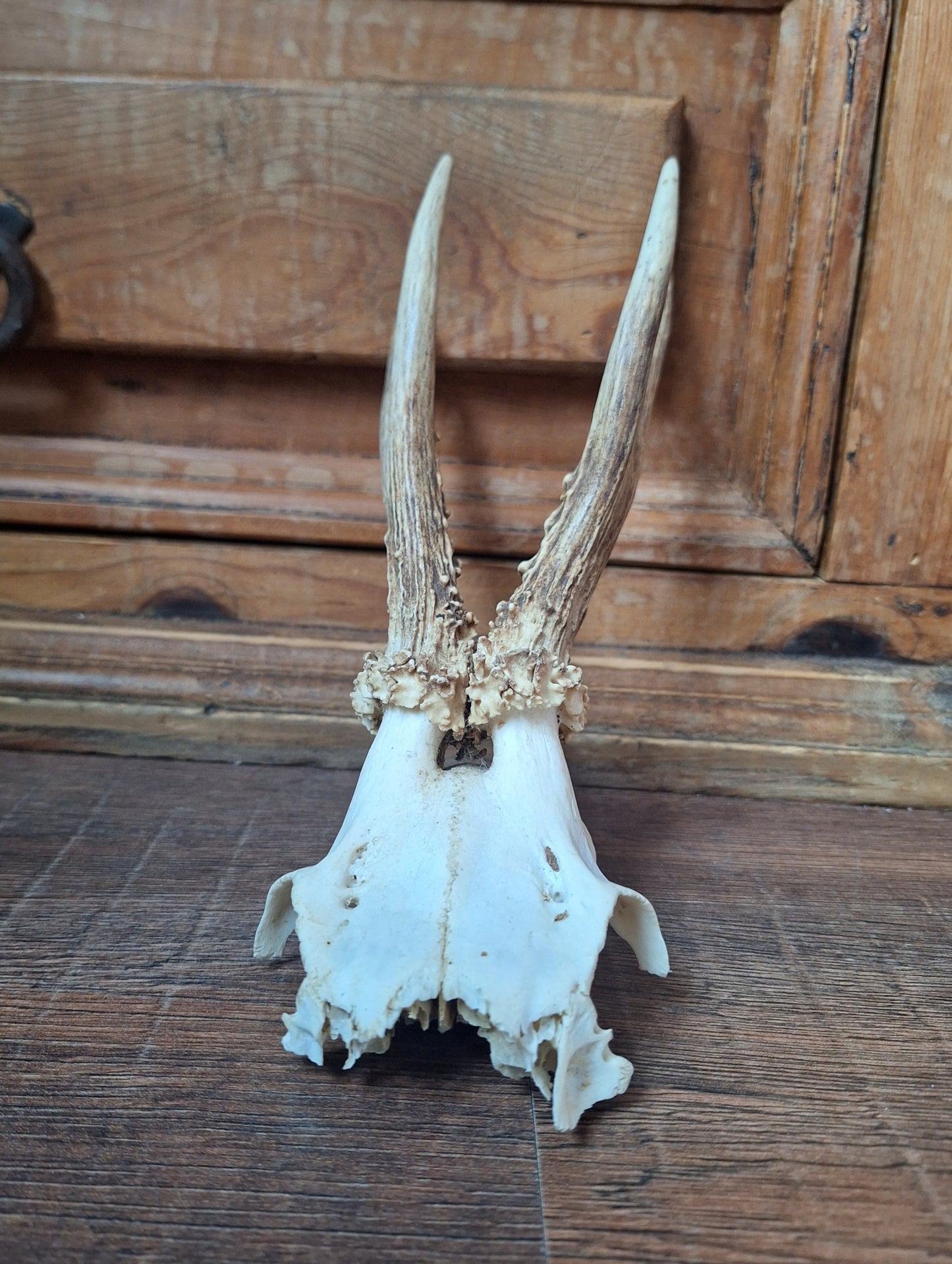 Roe buck skull cap #13