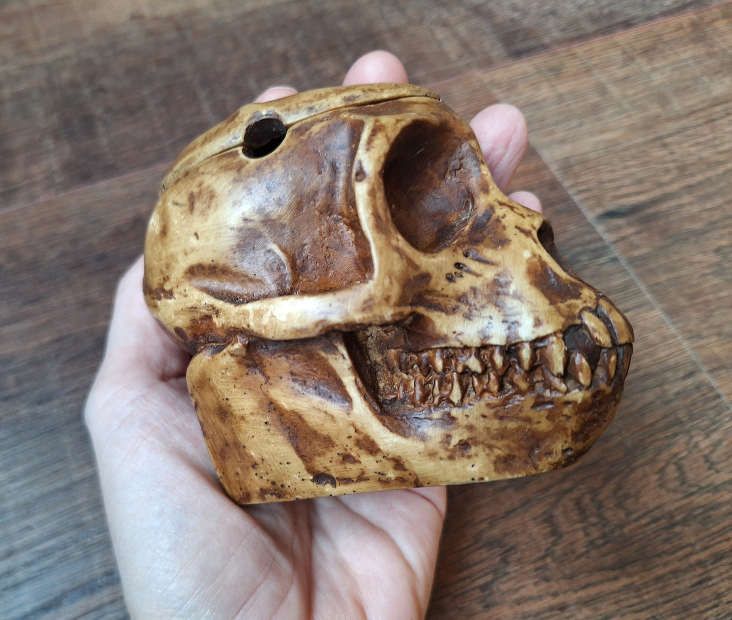 Resin monkey skull kapala