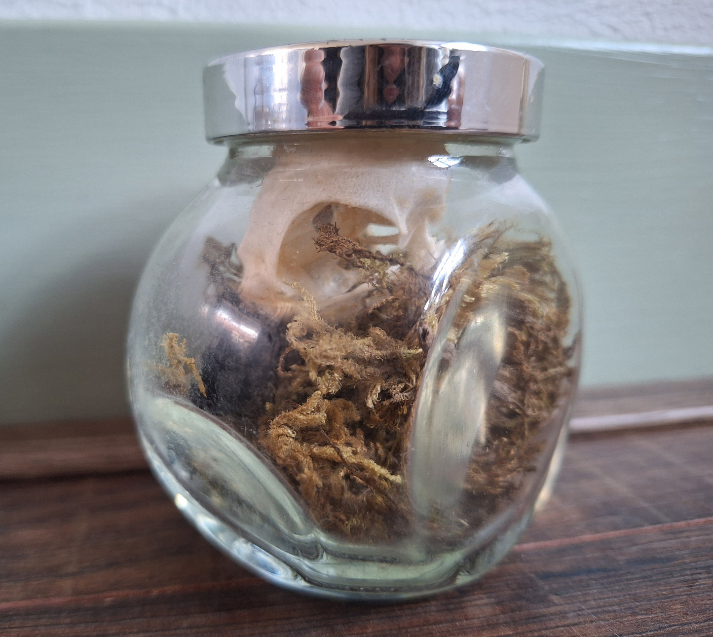 Jackdaw skull in glass jar