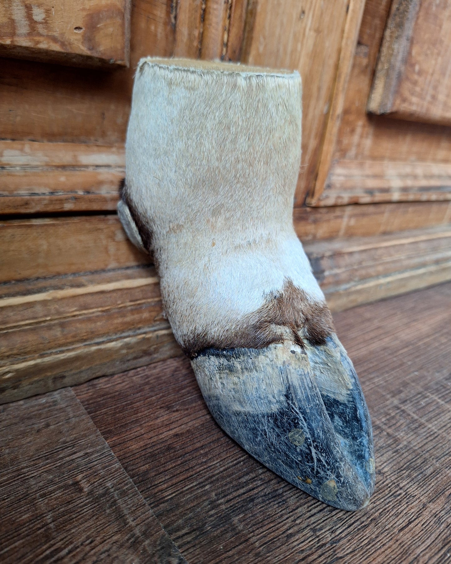 Vintage gemsbok foot