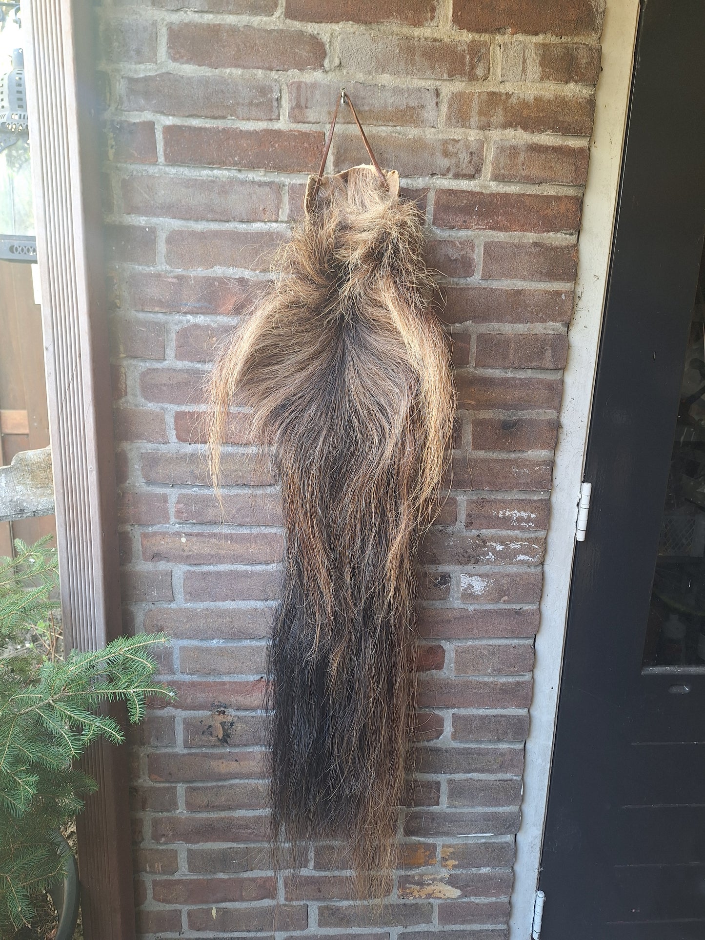 Horse tail #8, complete tail