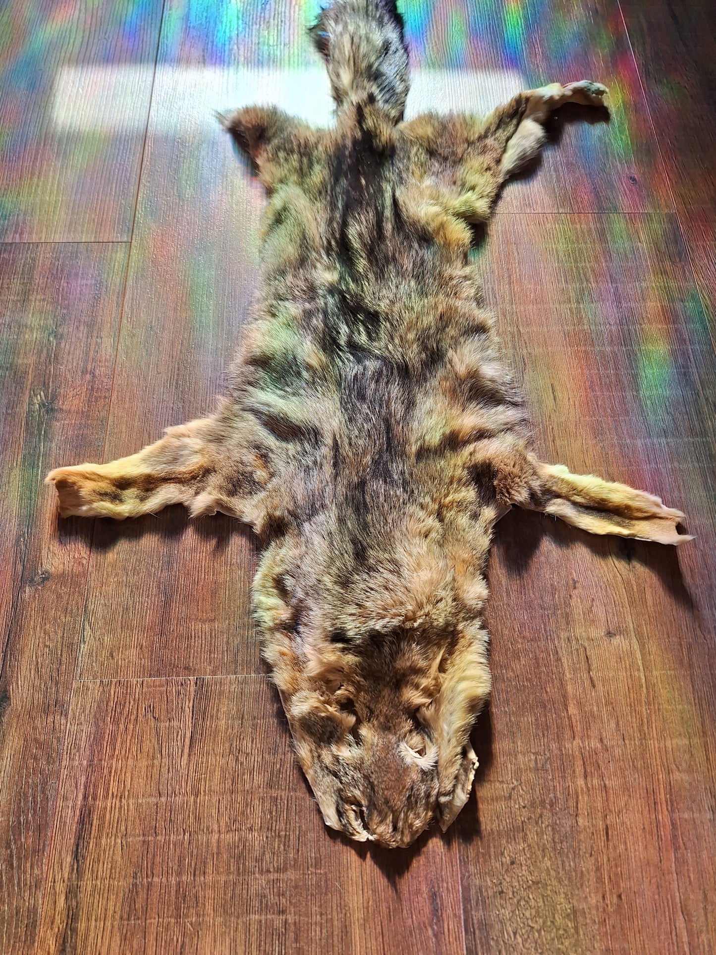 Cape fox hide #3
