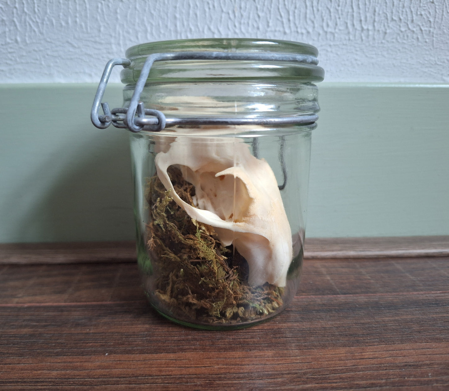 Alpine marmot upper skull, B-quality, in glass jar