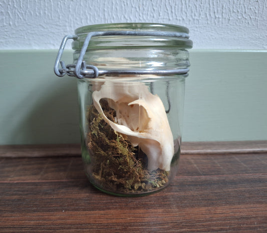 Alpine marmot upper skull, B-quality, in glass jar
