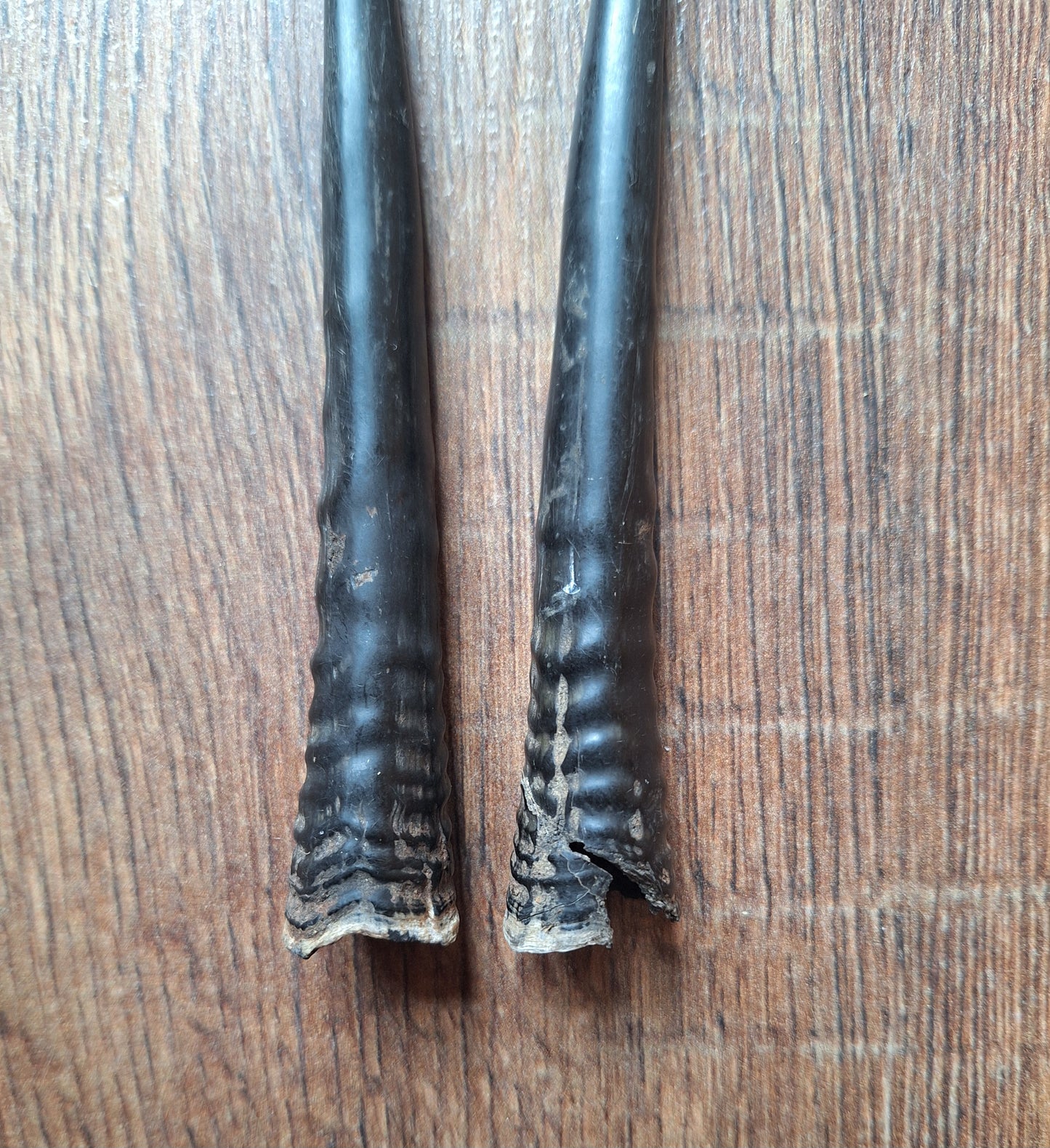 Oribi horns, set of two