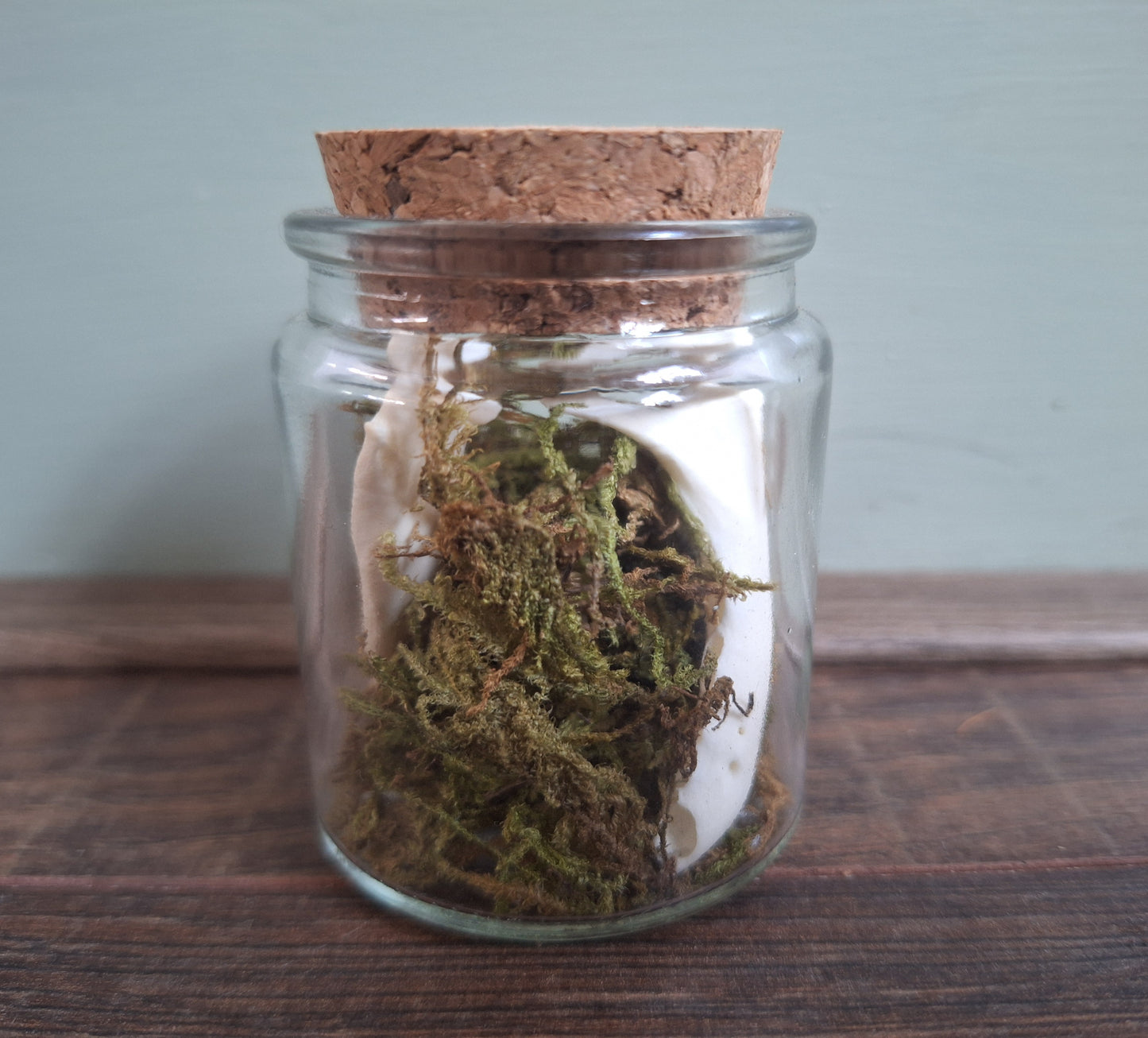 Marten lower jaws, B-quality, in glass jar