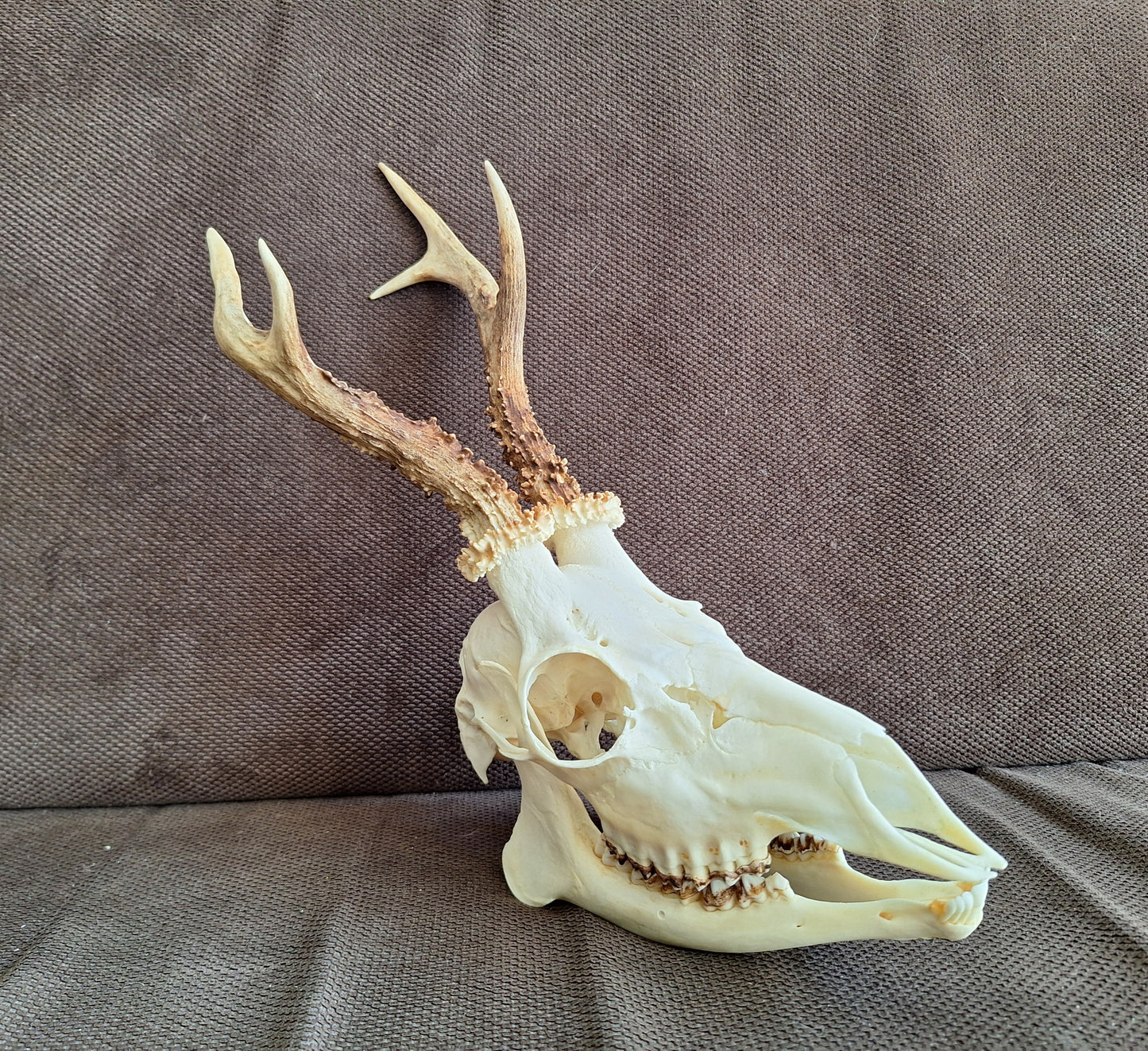 Roe buck skull #3
