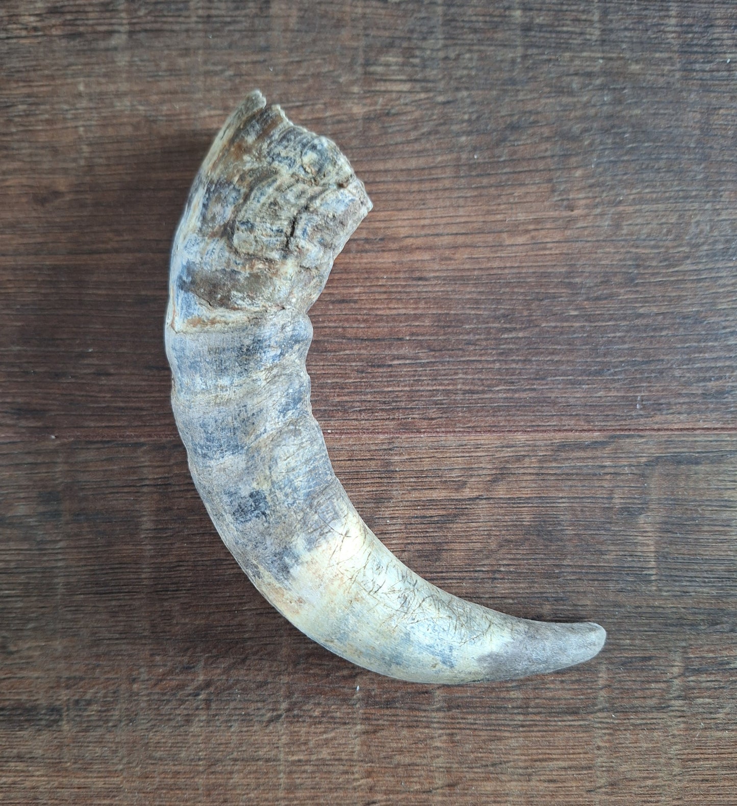 Cow horns