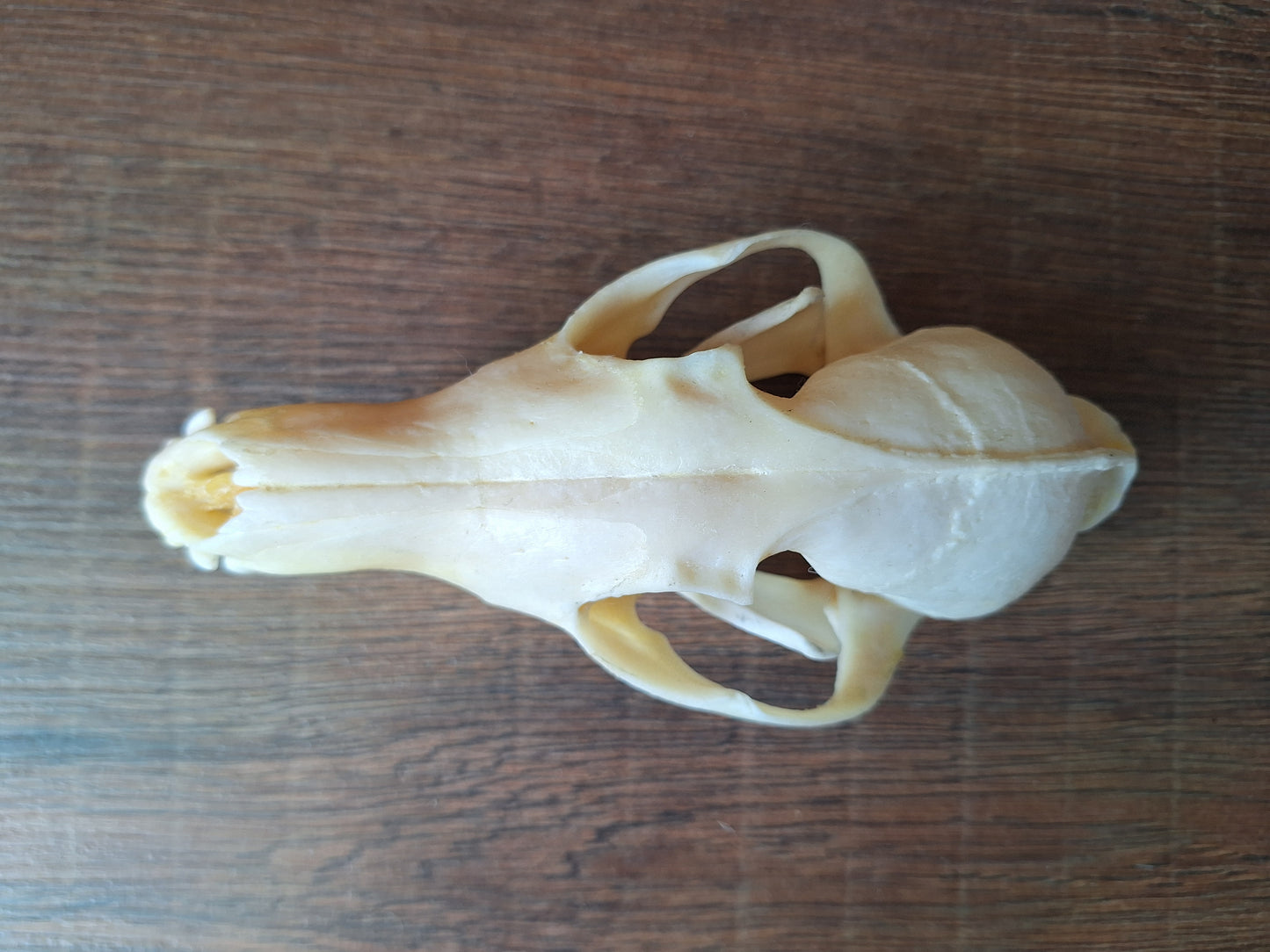 Fox skull #19