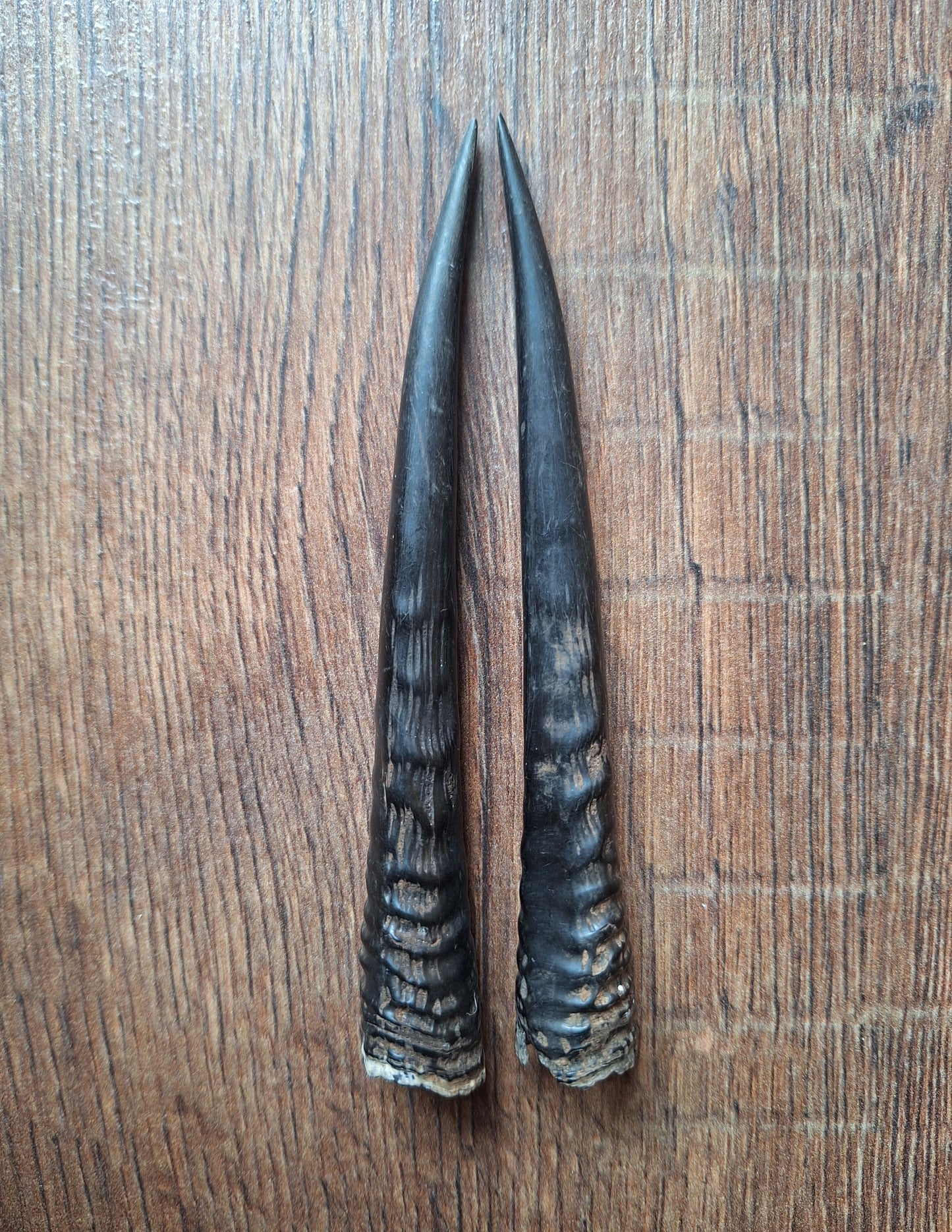 Oribi horns, set of two