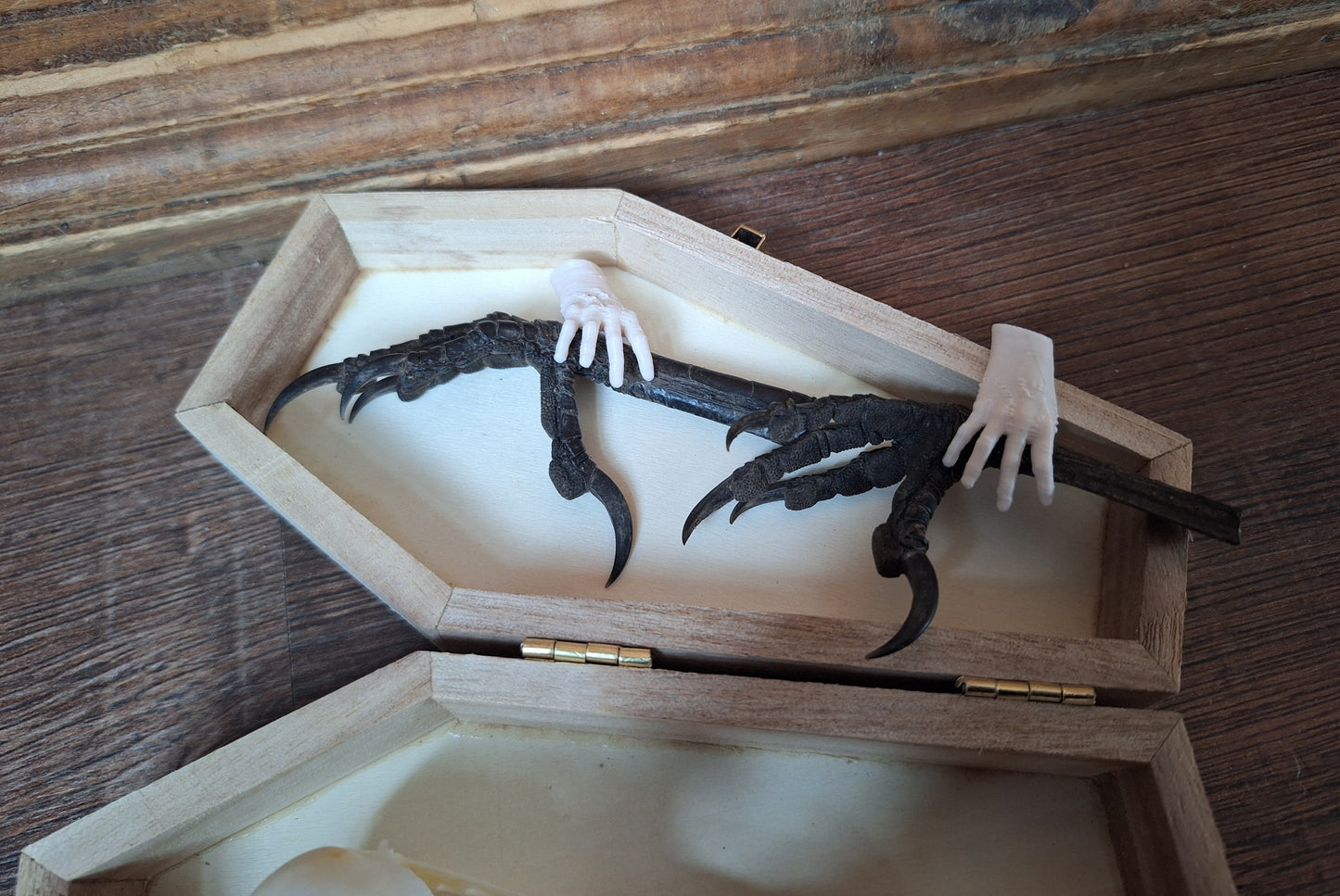 Crow skull and claws set in coffin