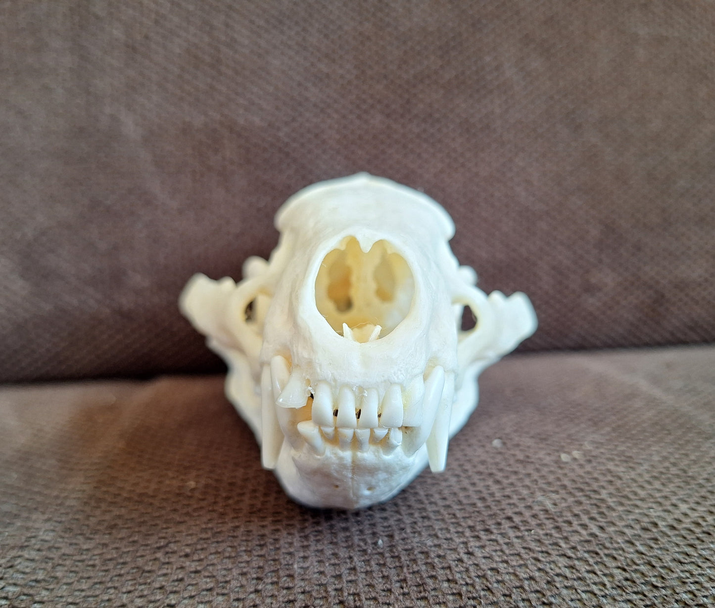 Badger skull #10