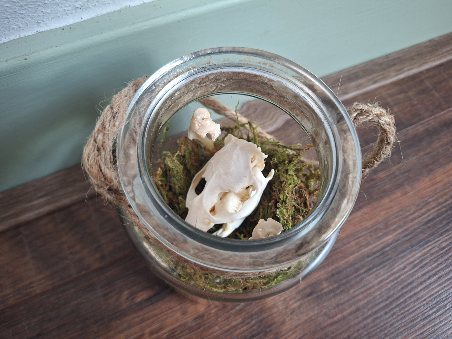 Musk rat set in glass jar