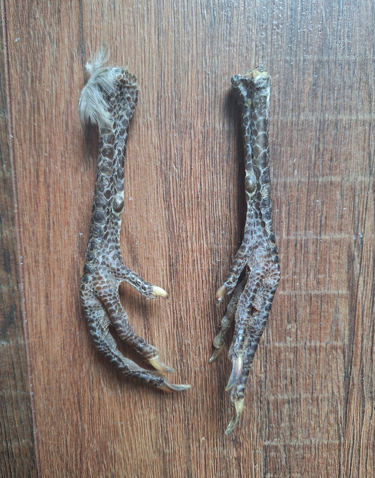 Chicken lower legs, set of 2
