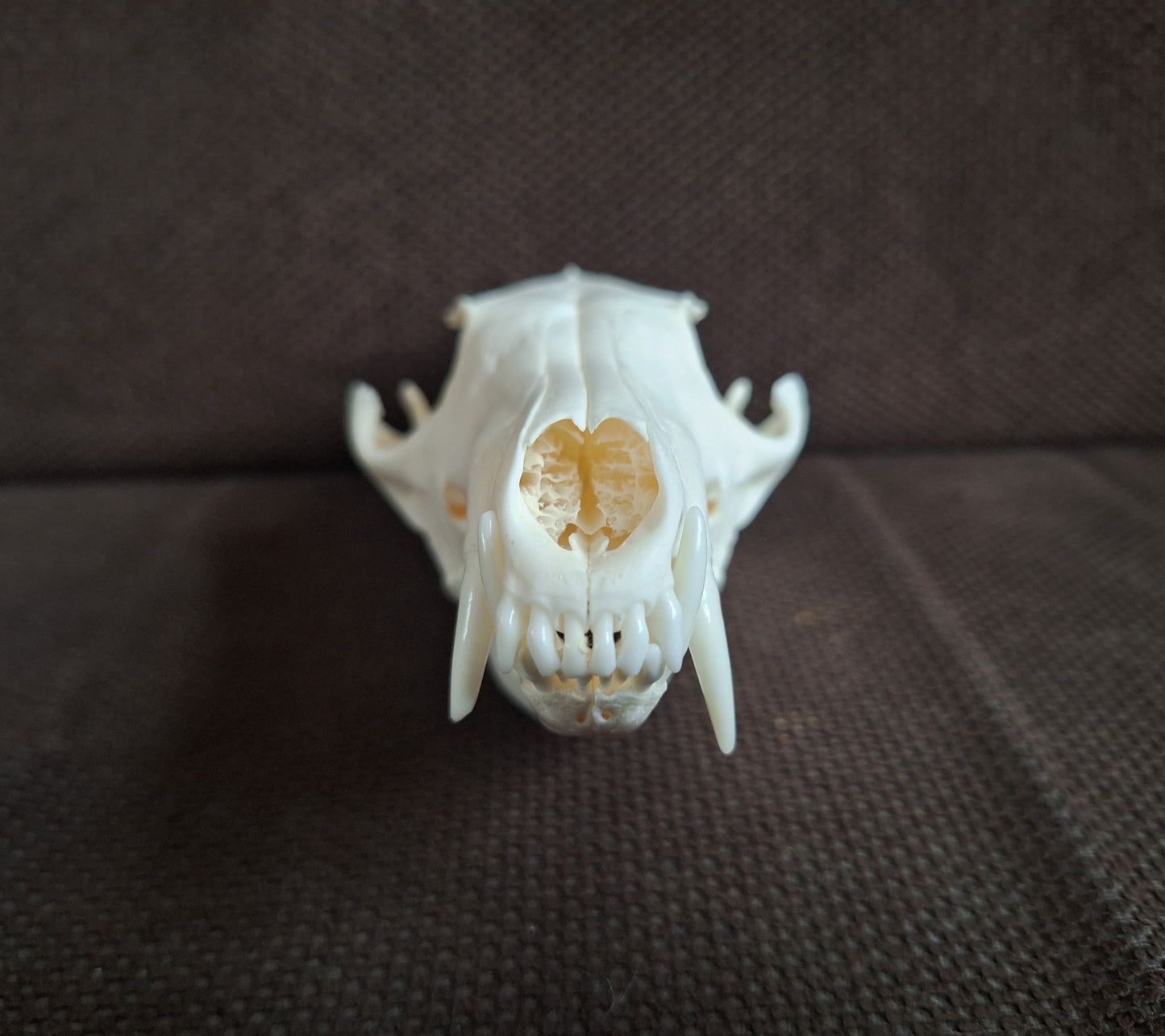 Fox skull #23