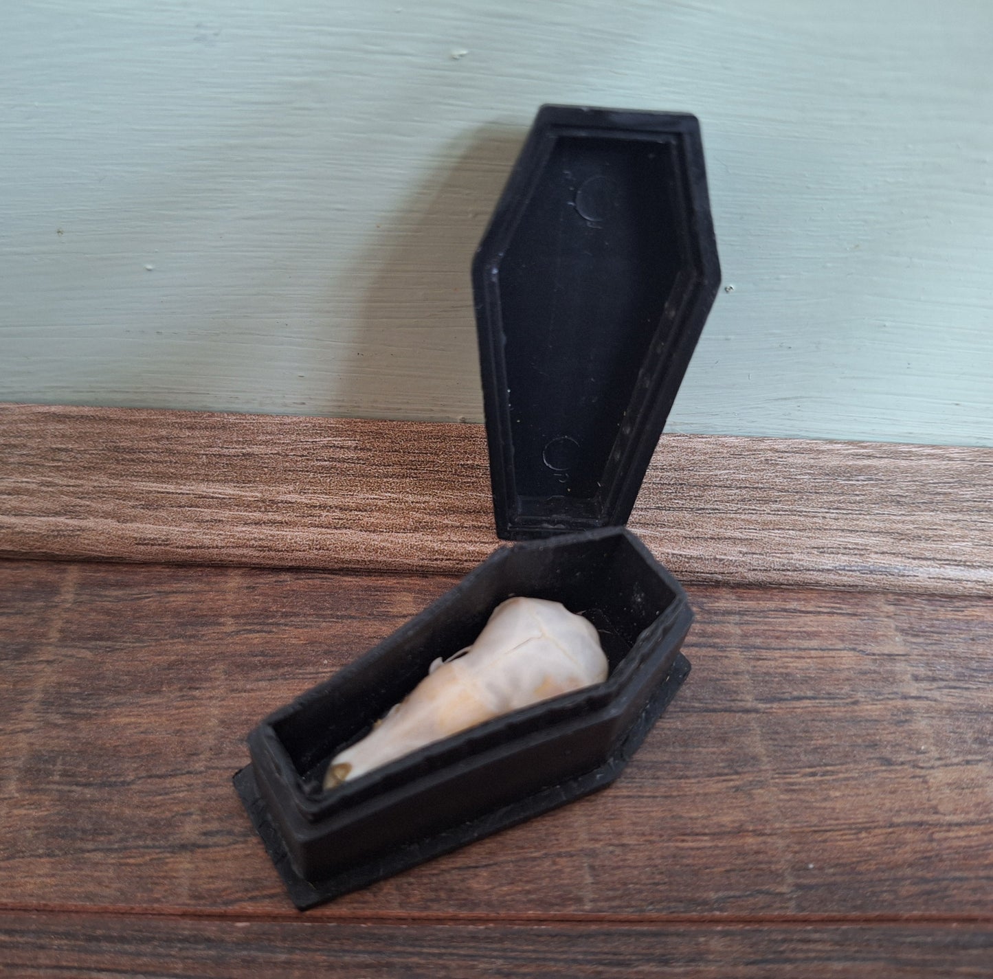 Mole skull in coffin