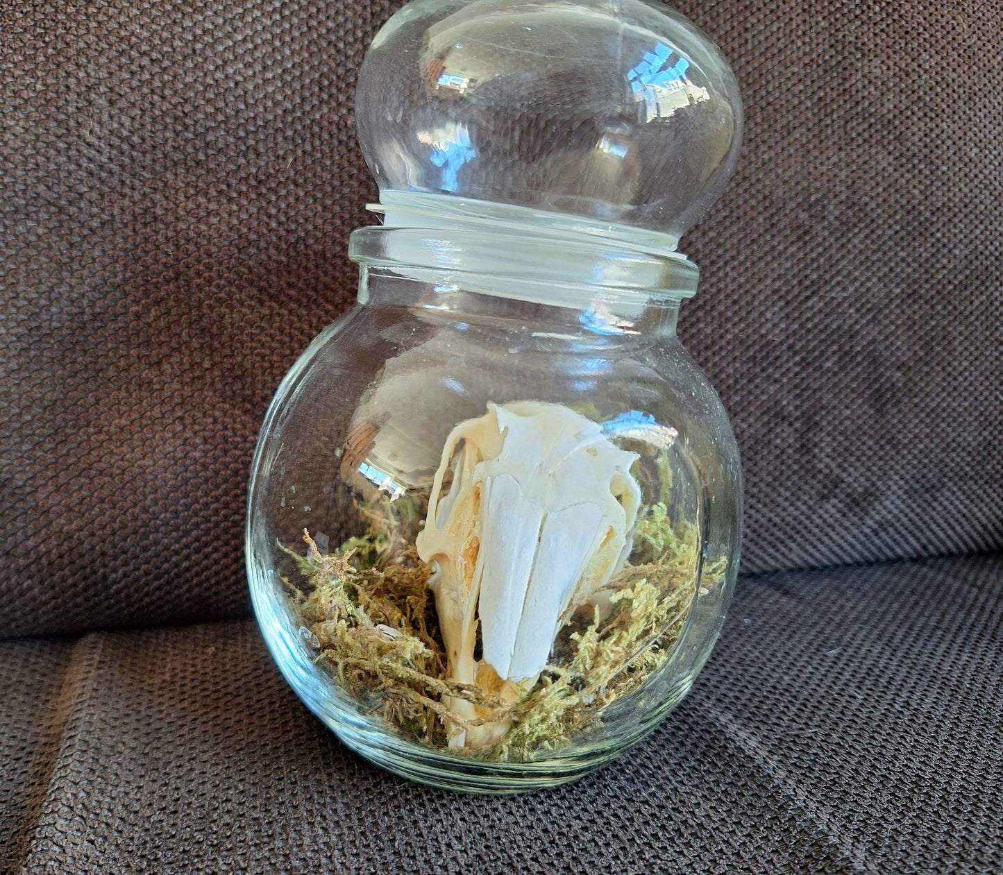 Rabbit skull in glass jar